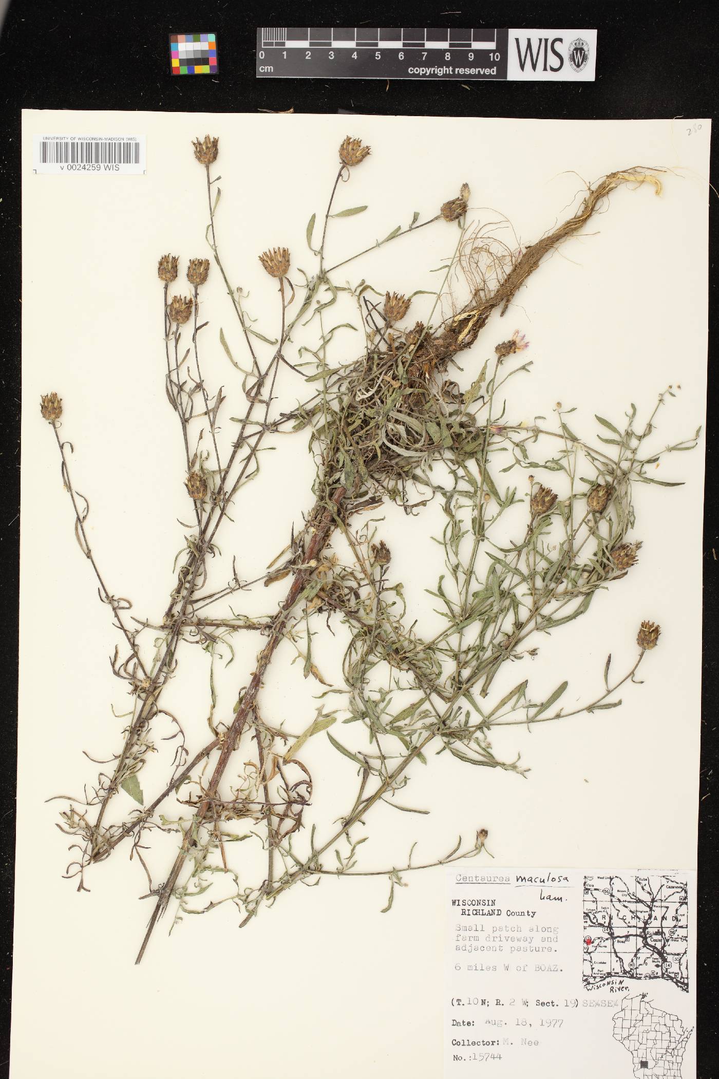 Centaurea stoebe subsp. micranthos image