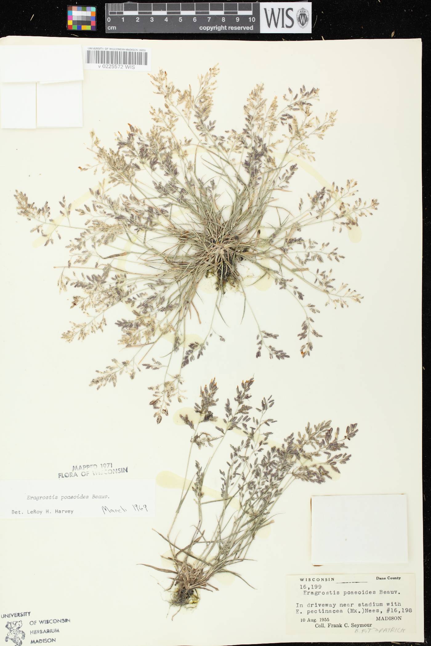 Eragrostis minor image