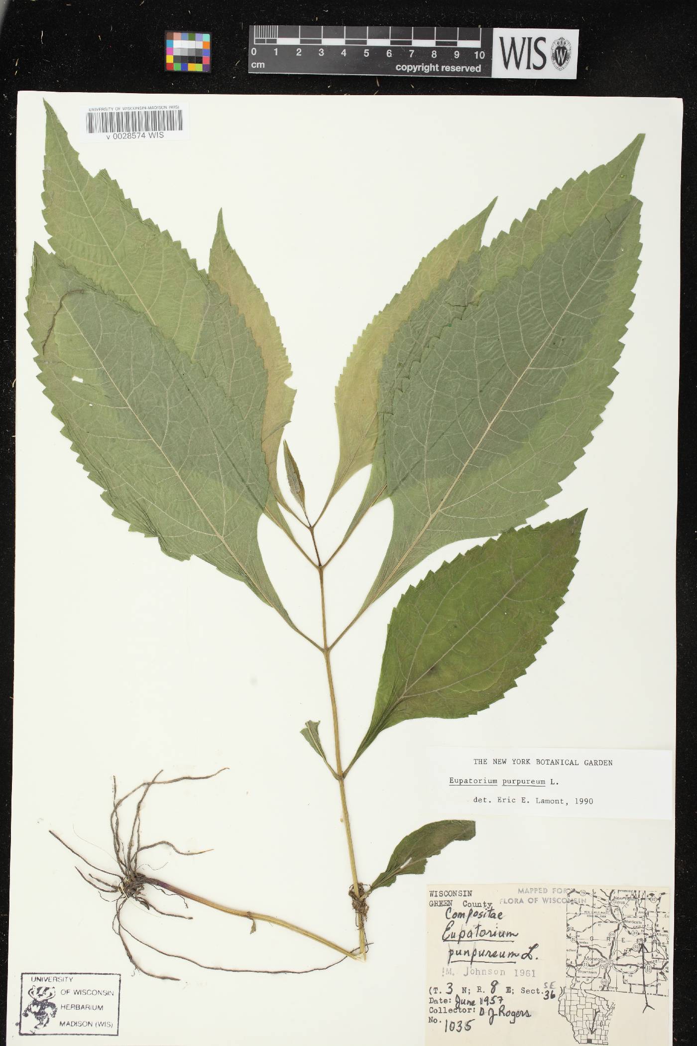 Eutrochium purpureum image