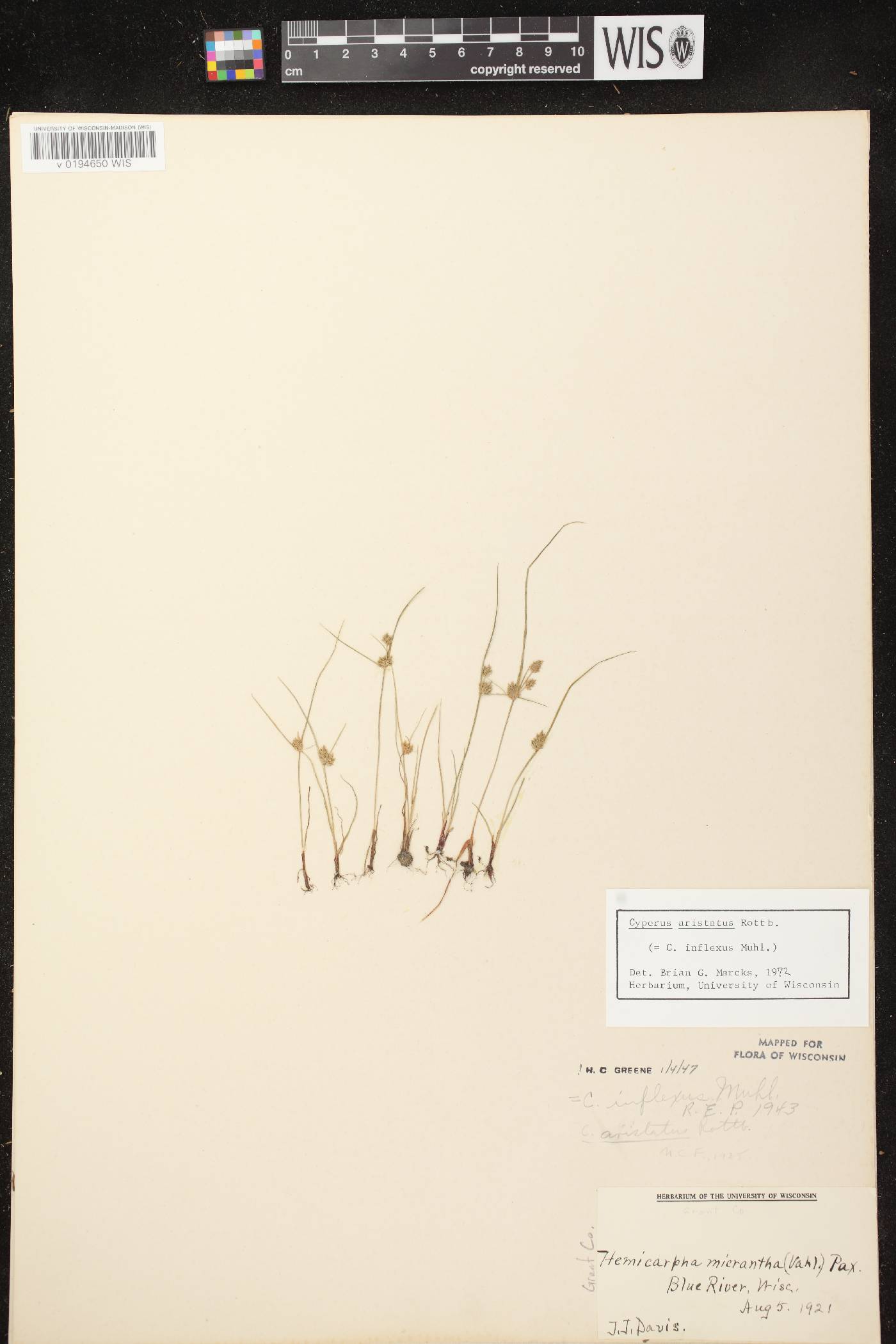 Cyperus squarrosus image