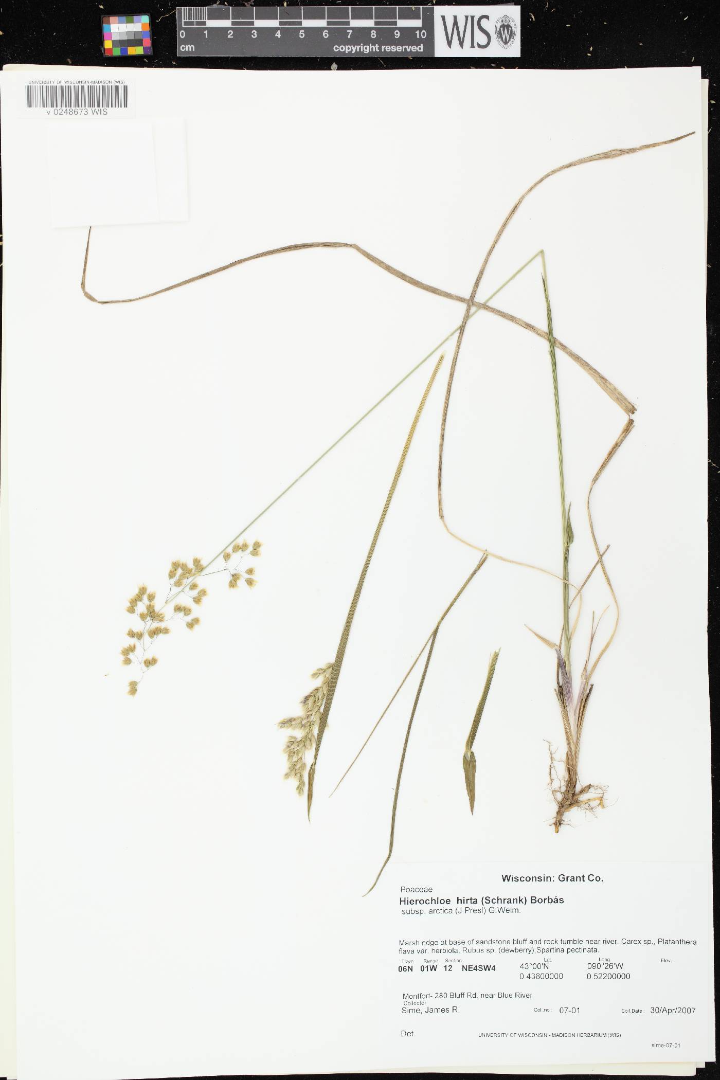 Anthoxanthum hirtum subsp. arcticum image