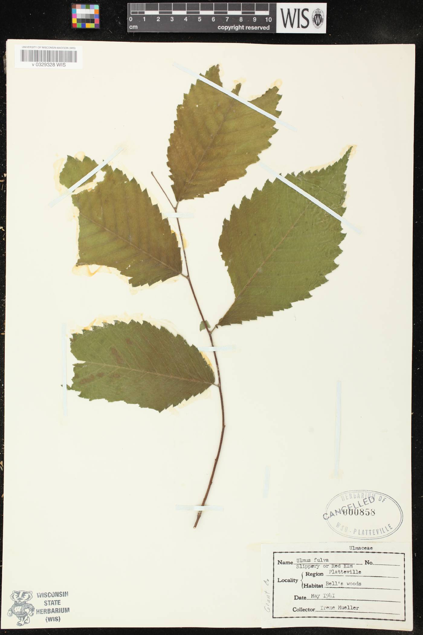 Ulmus rubra image