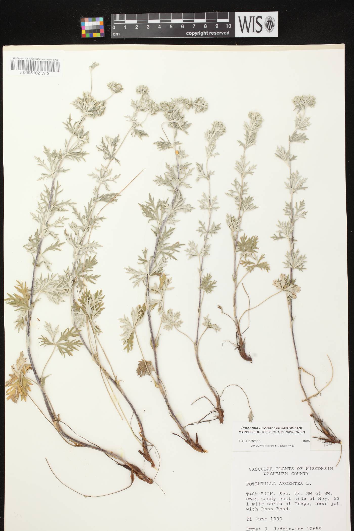 Potentilla argentea image