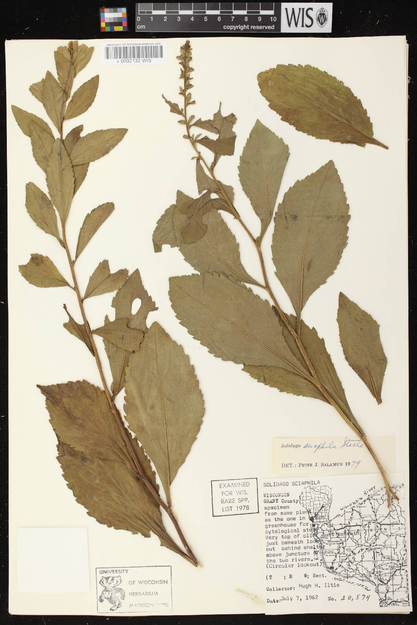 Solidago sciaphila image