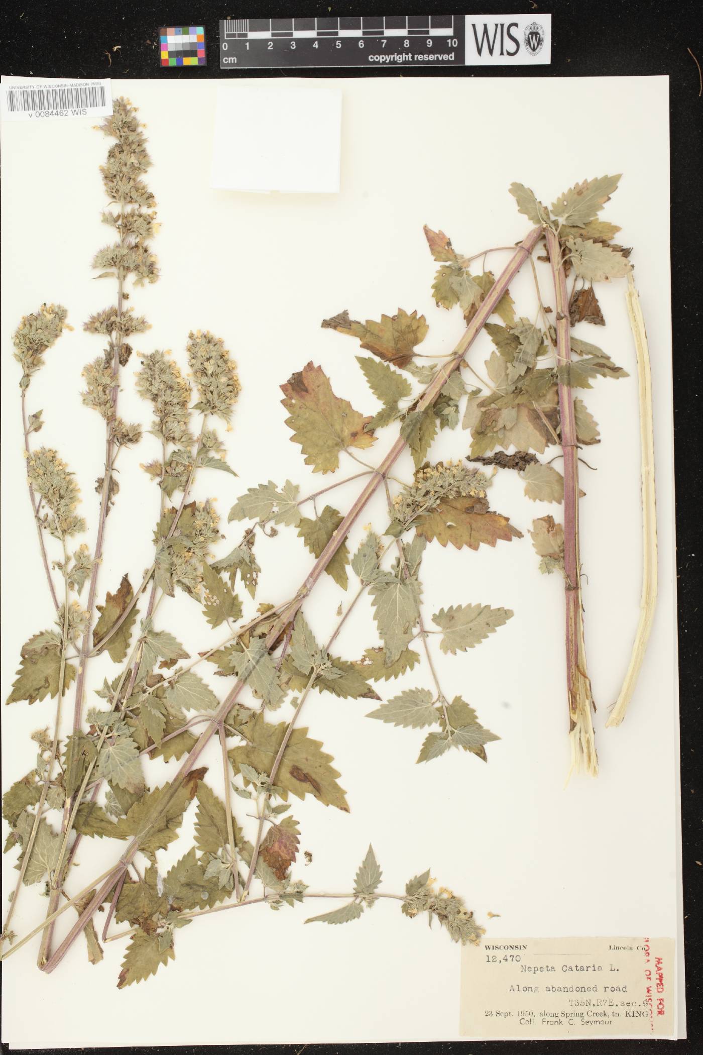Nepeta cataria image