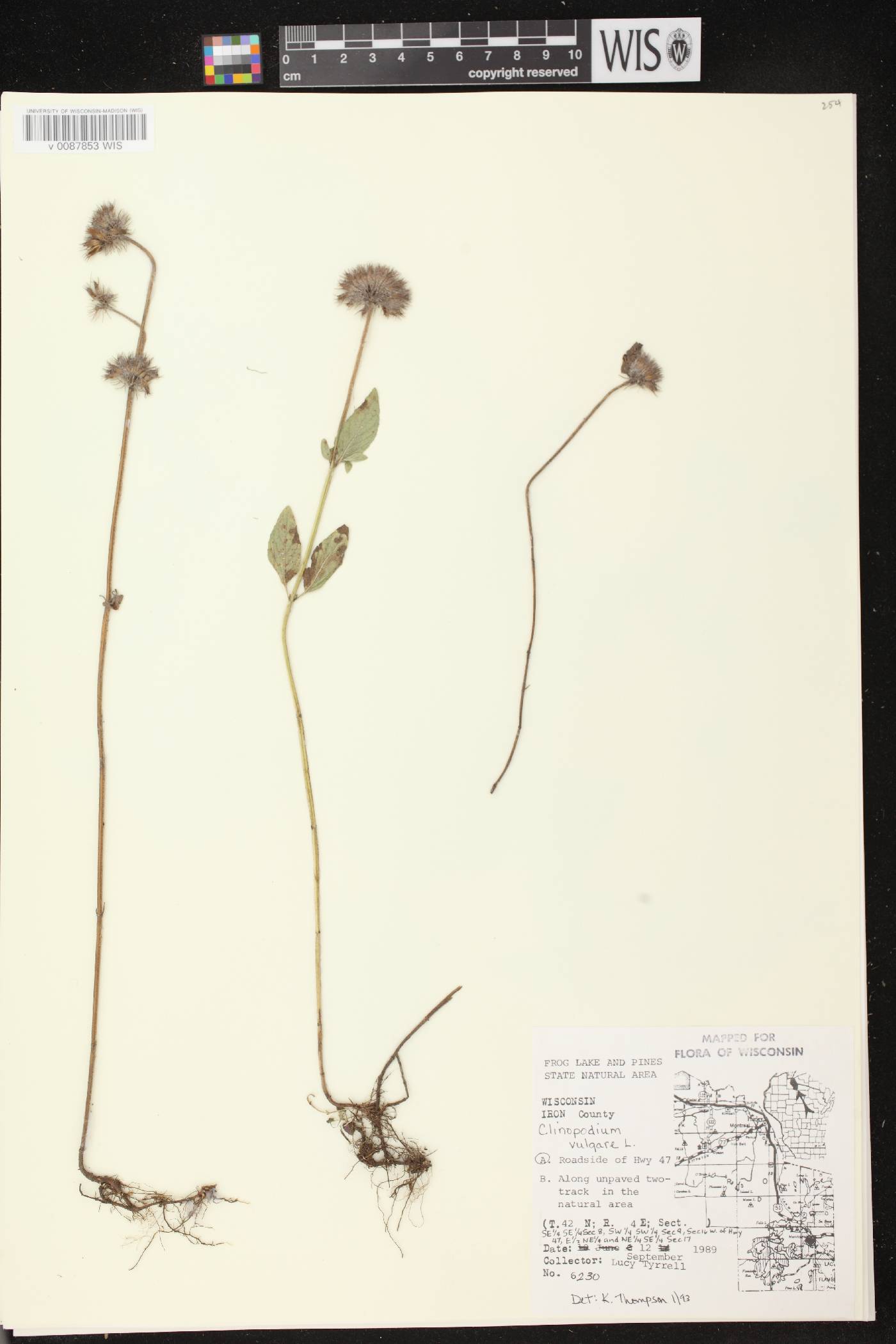 Clinopodium vulgare image