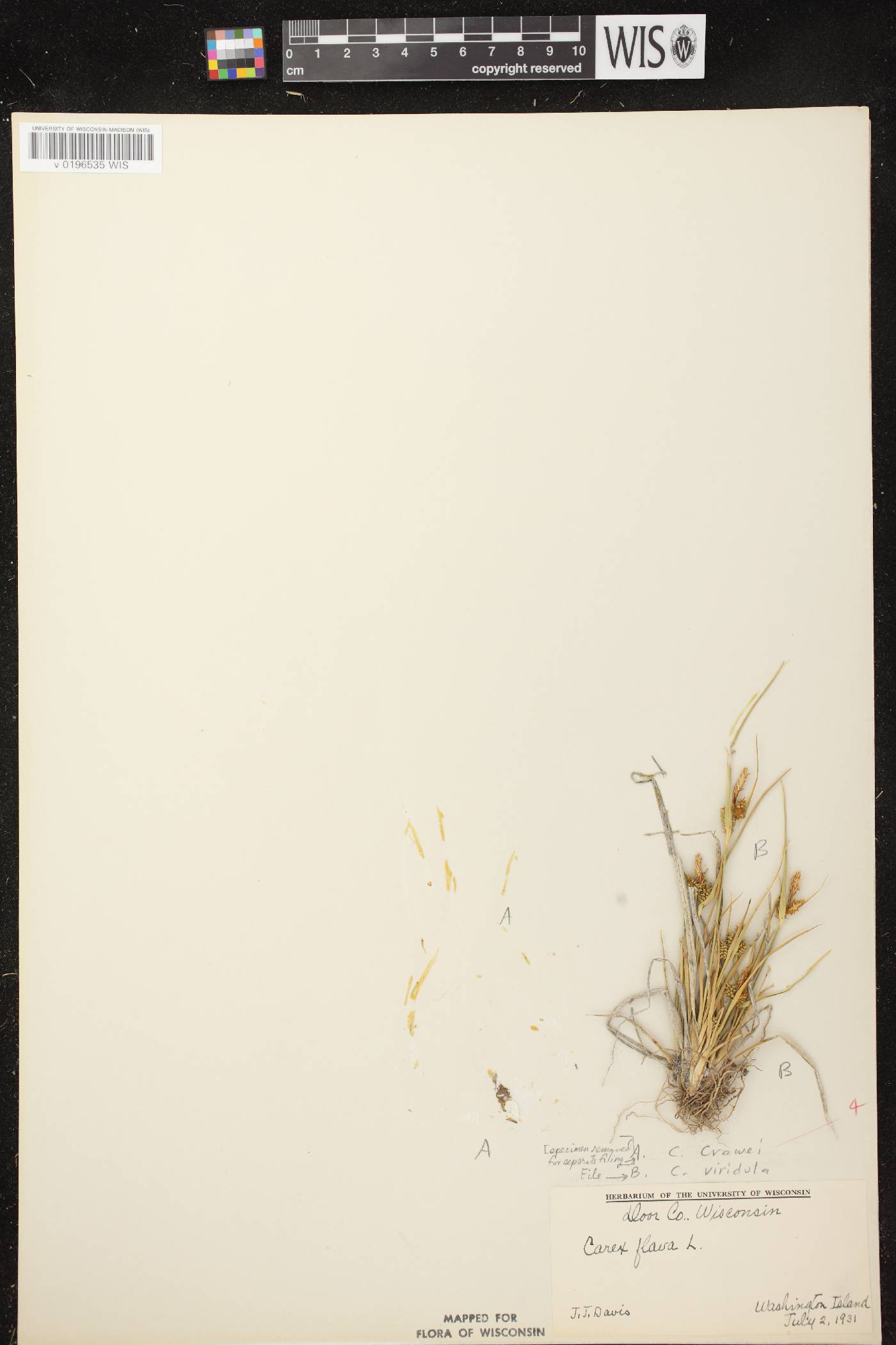 Carex viridula subsp. viridula image