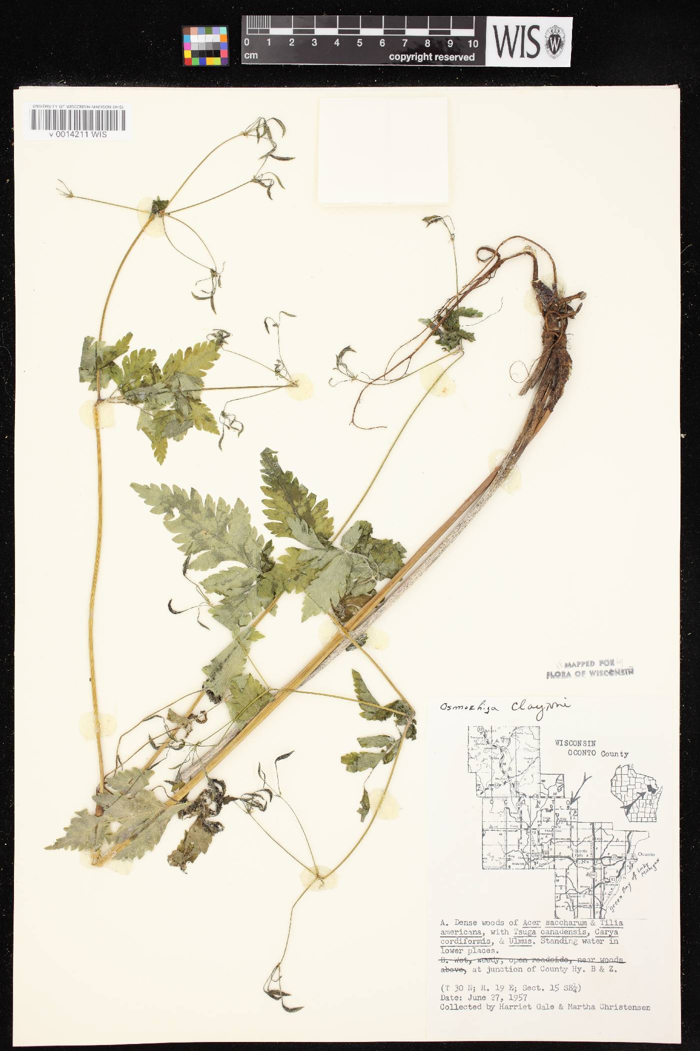 Osmorhiza claytonii image