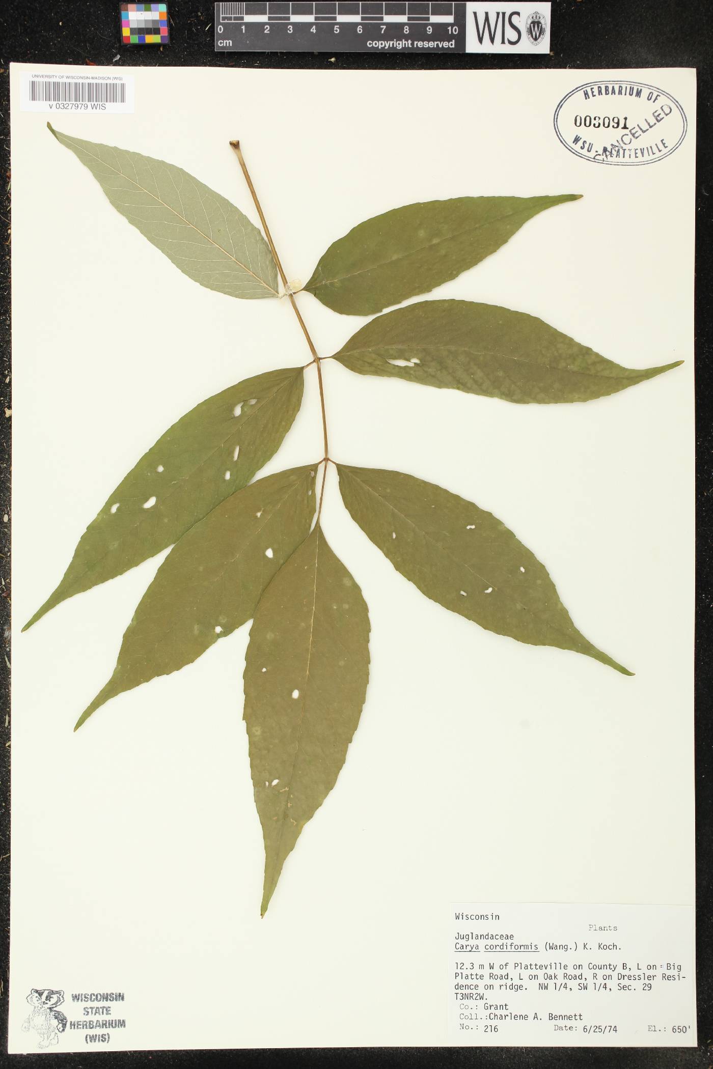 Carya cordiformis image