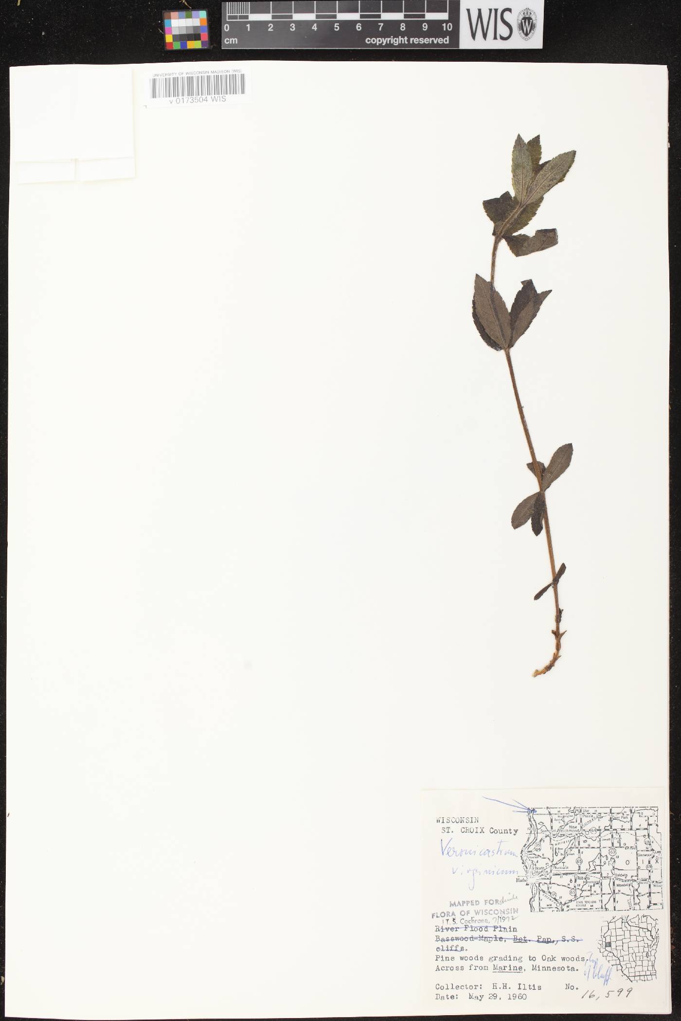 Veronicastrum virginicum image