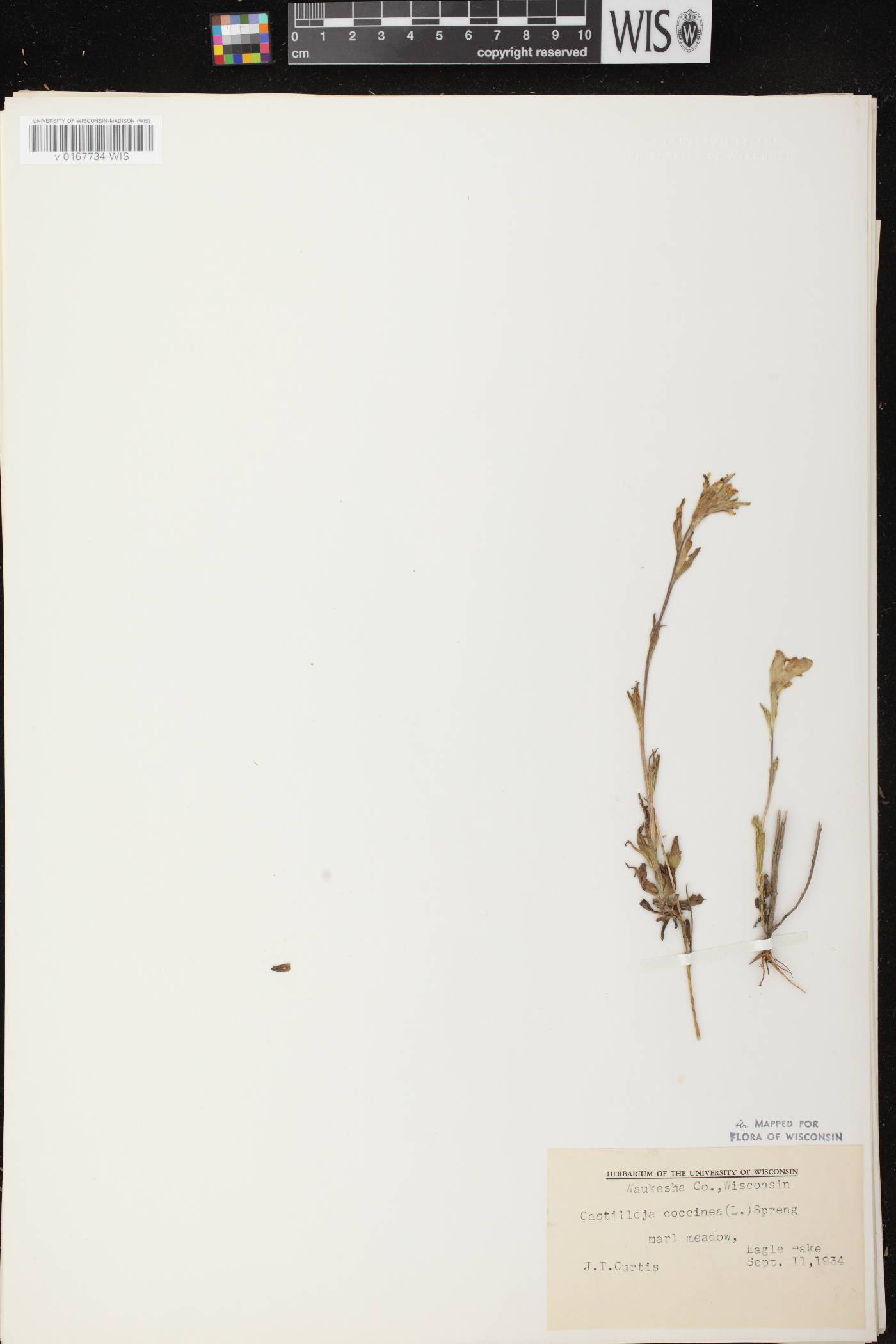Castilleja coccinea image