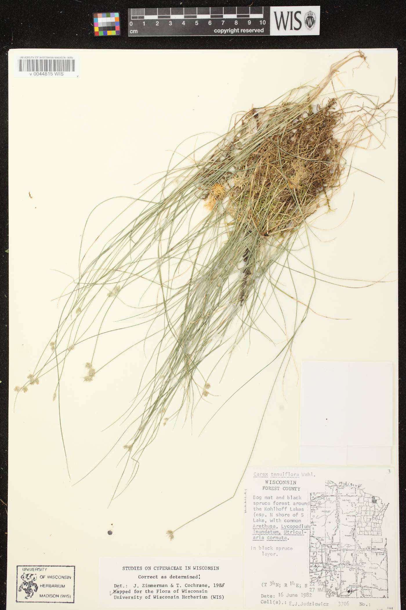 Carex tenuiflora image