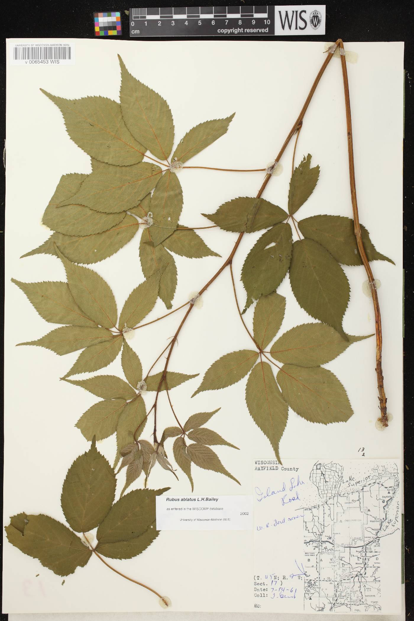 Rubus pensilvanicus image