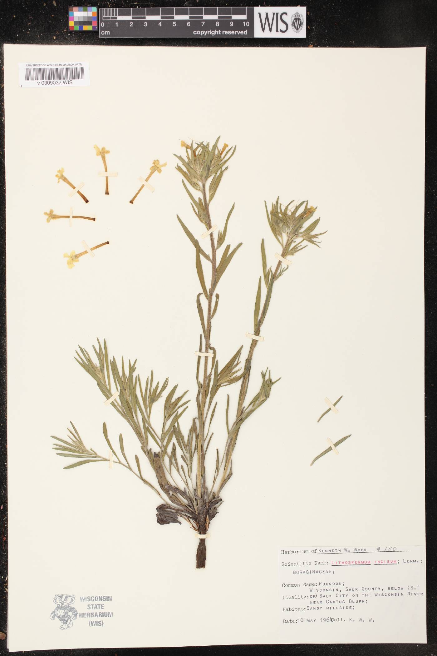 Lithospermum incisum image