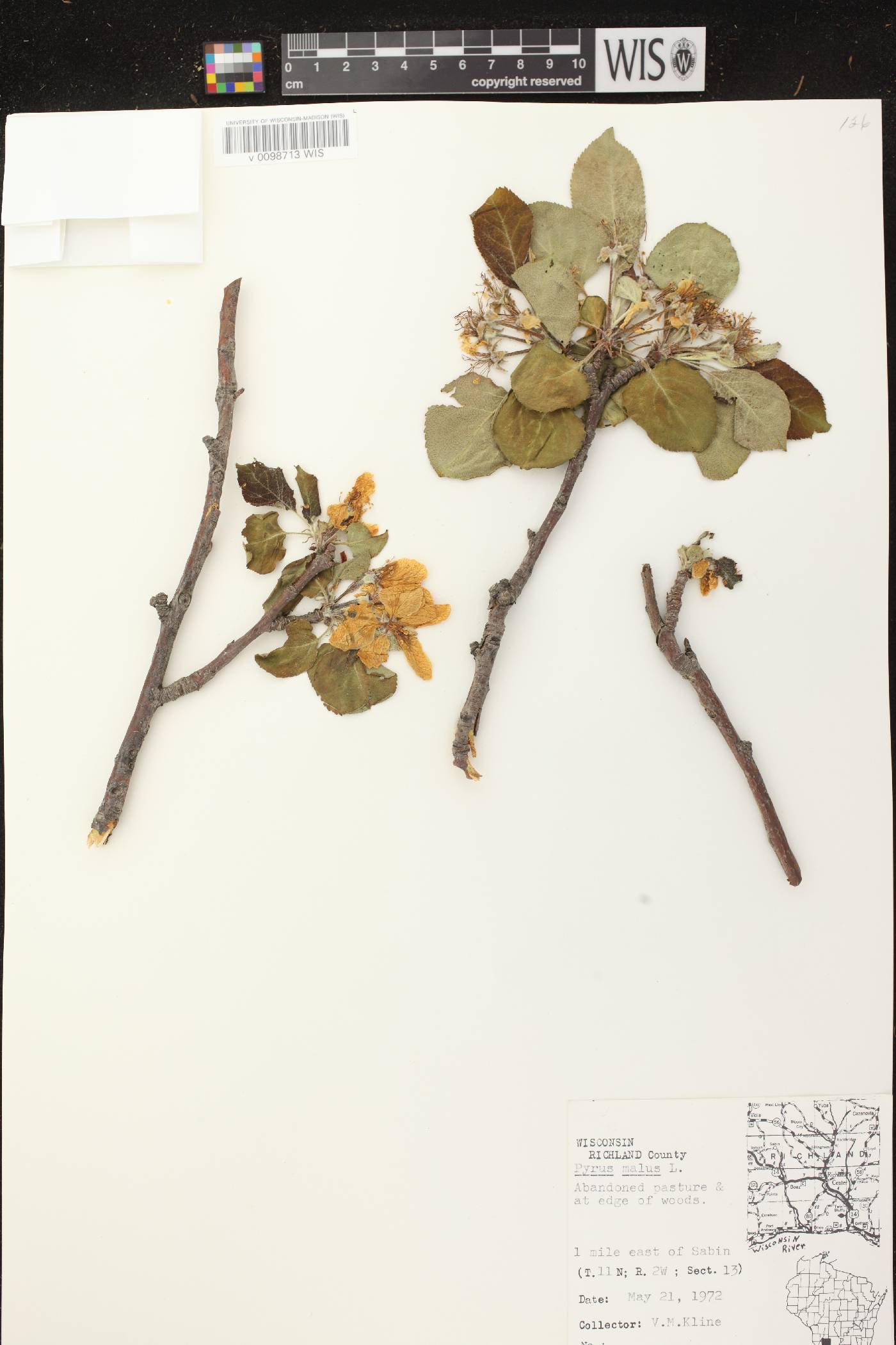 Malus pumila image