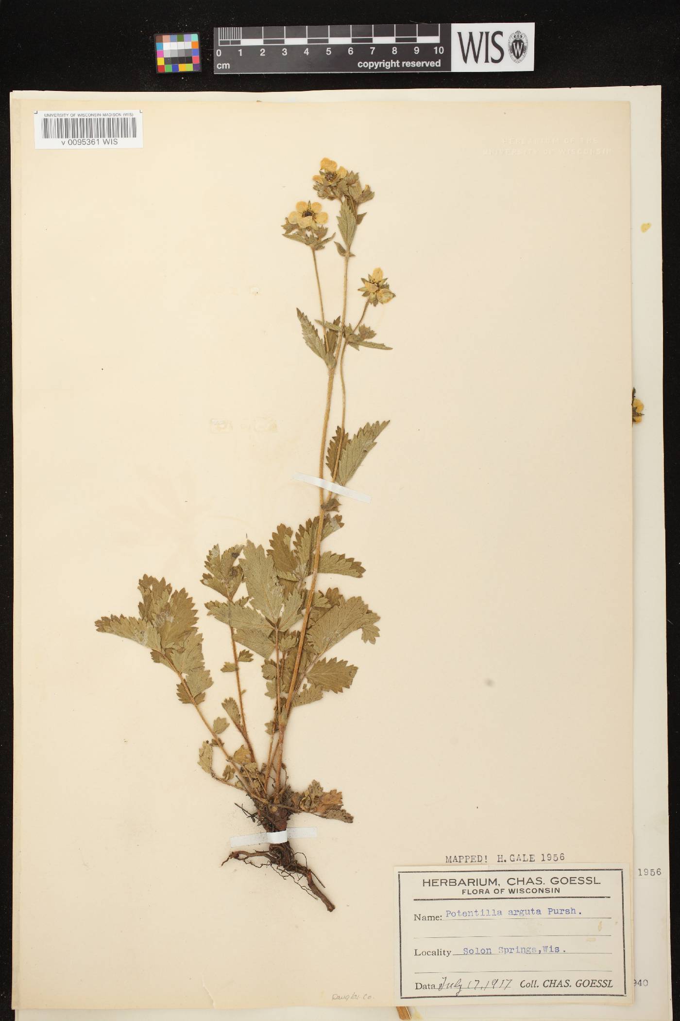 Drymocallis arguta image