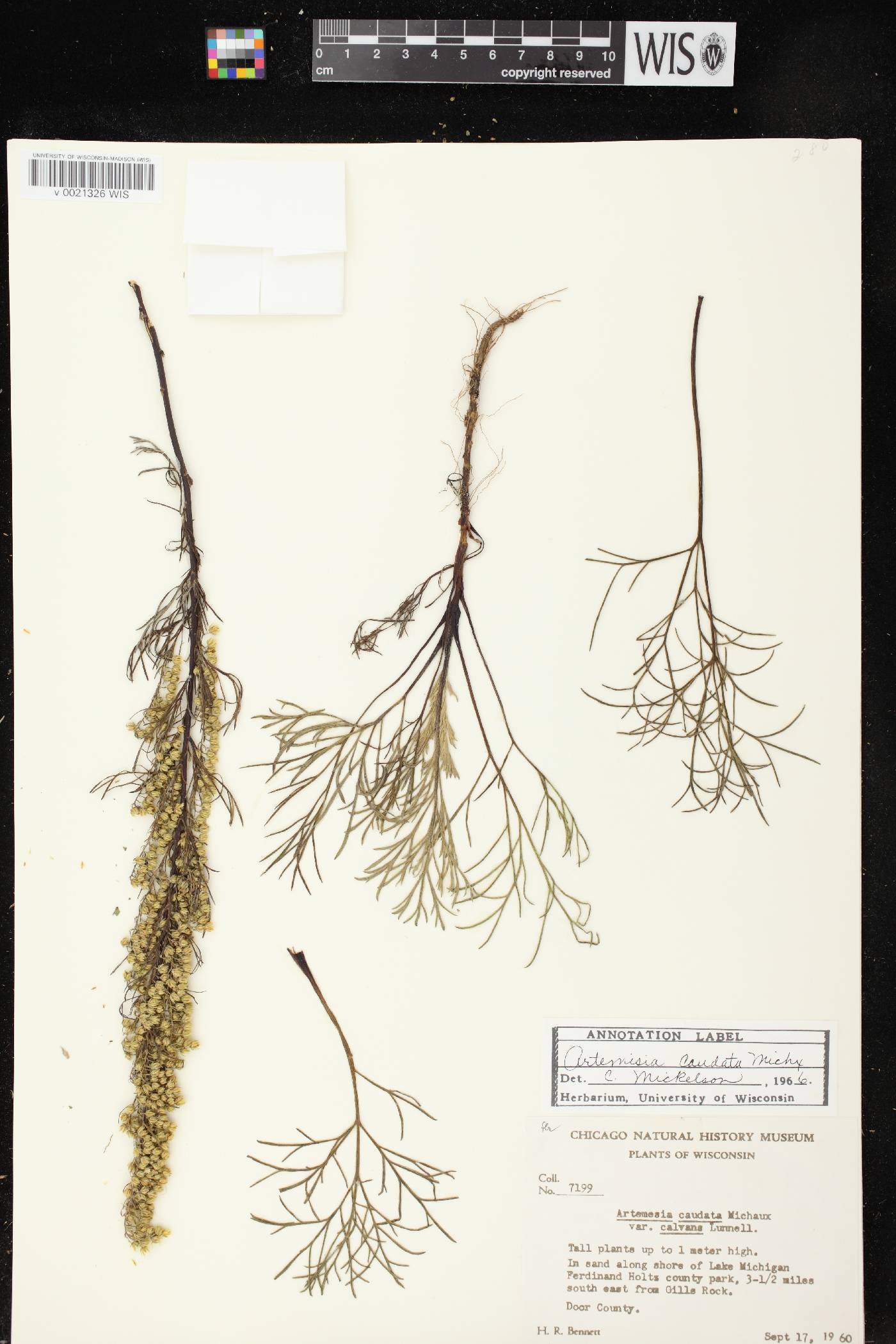 Artemisia campestris image
