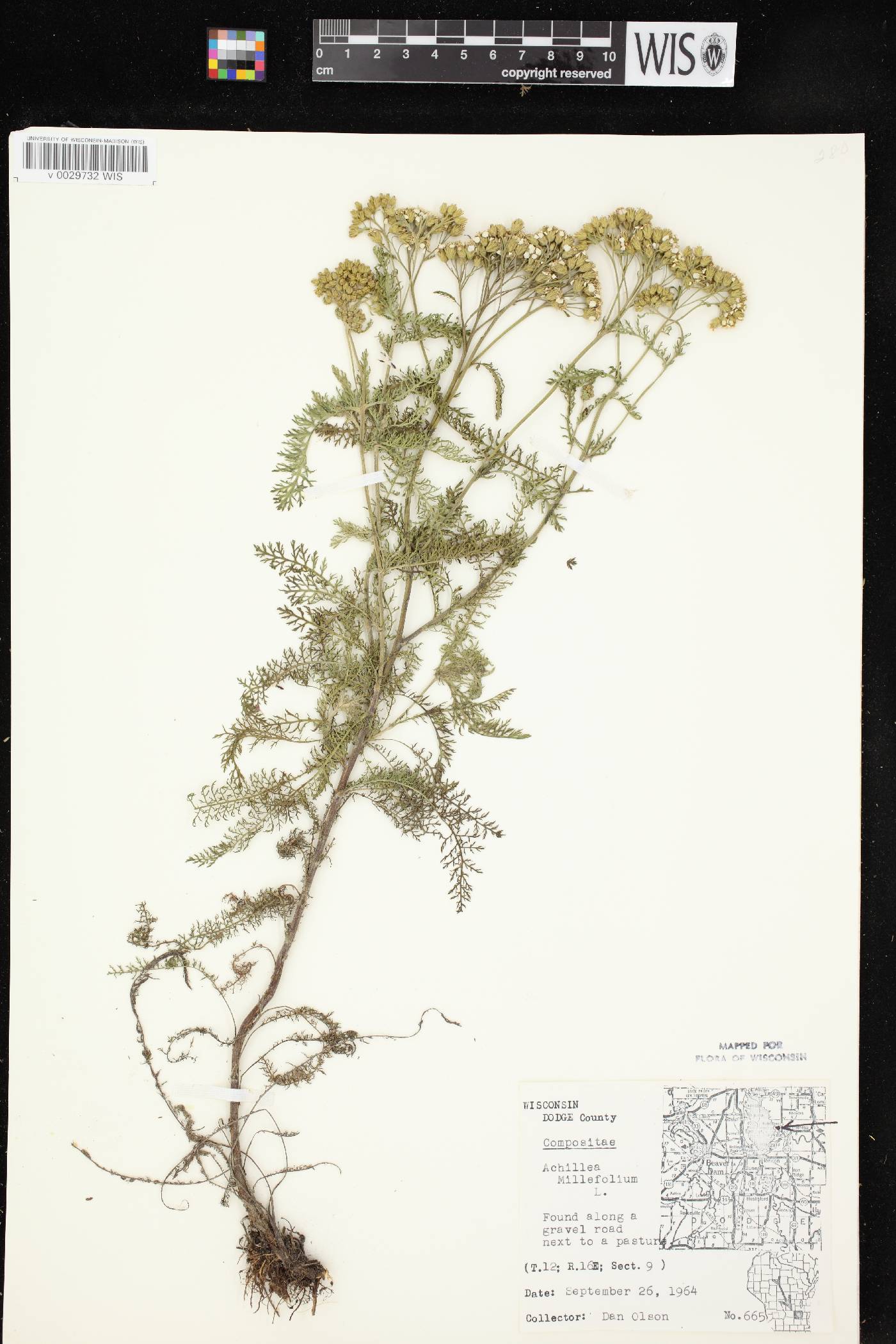 Achillea millefolium image