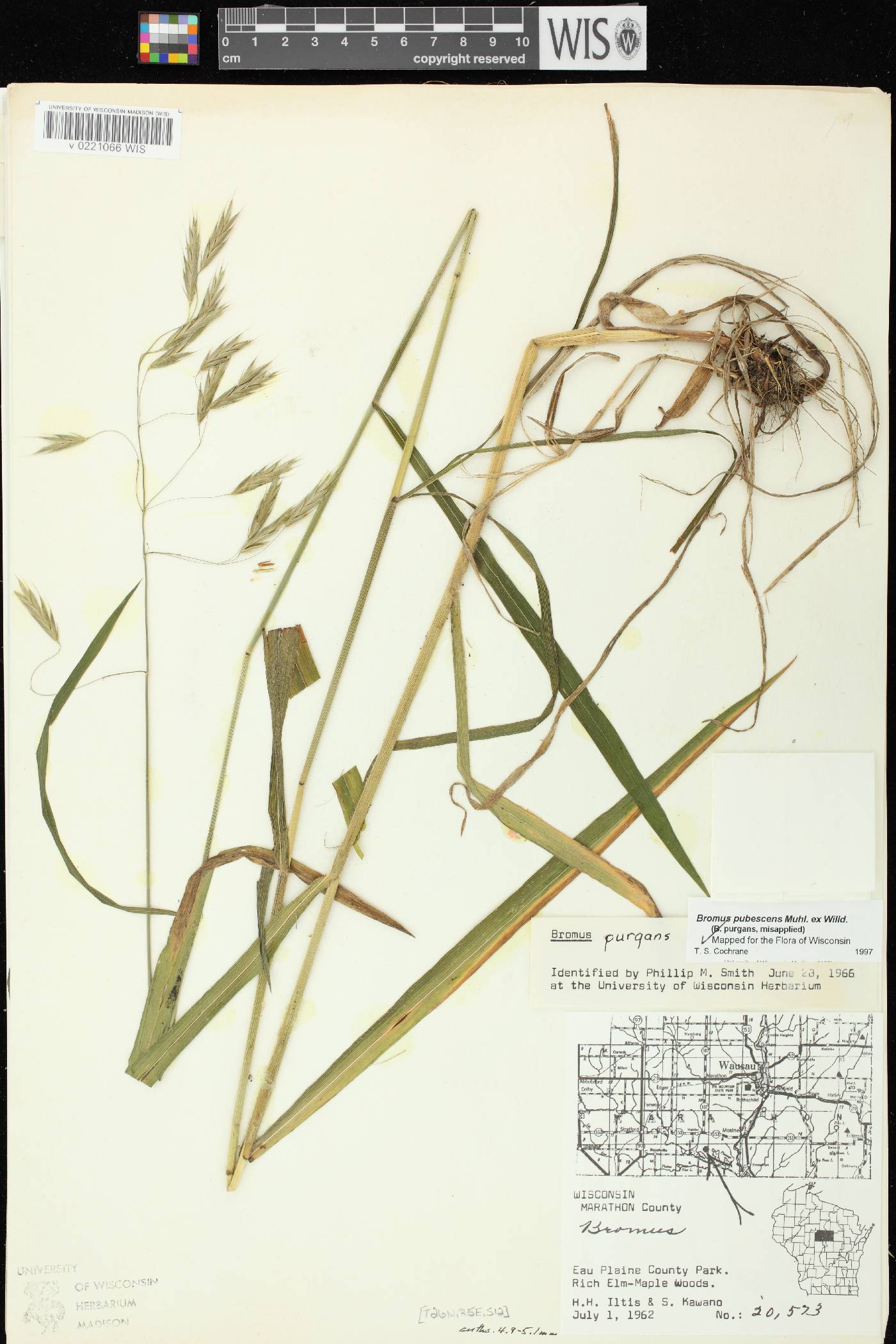 Bromus pubescens image