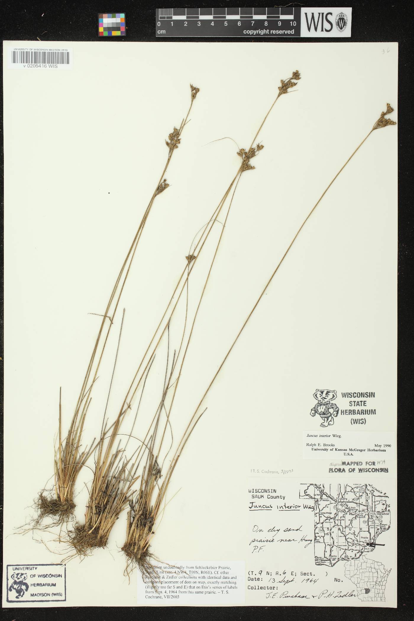 Juncus interior image