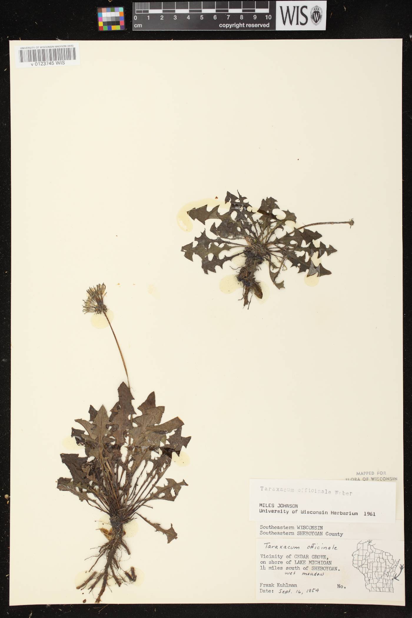Taraxacum officinale image