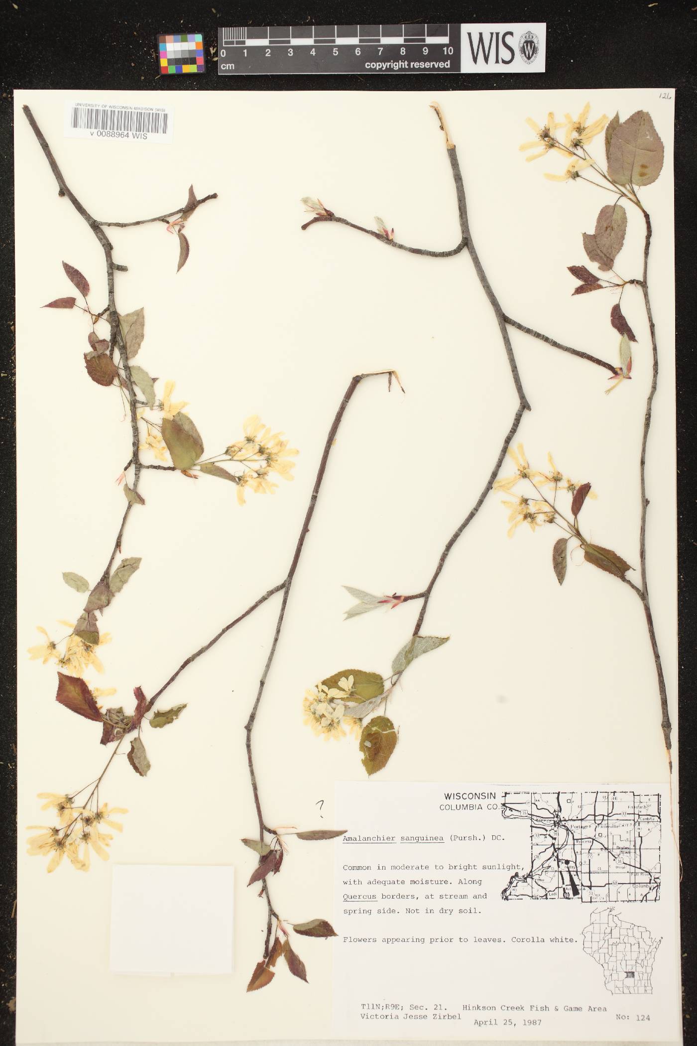 Amelanchier sanguinea image