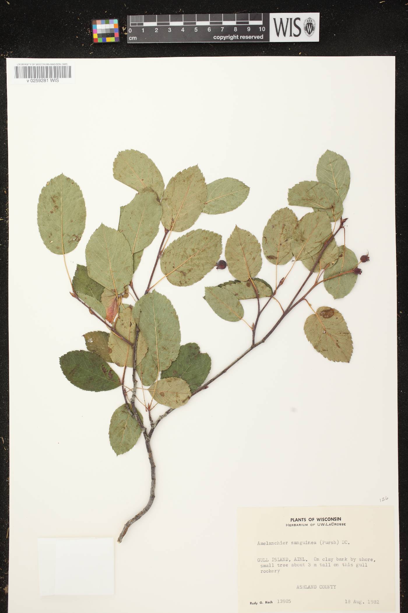 Amelanchier sanguinea image