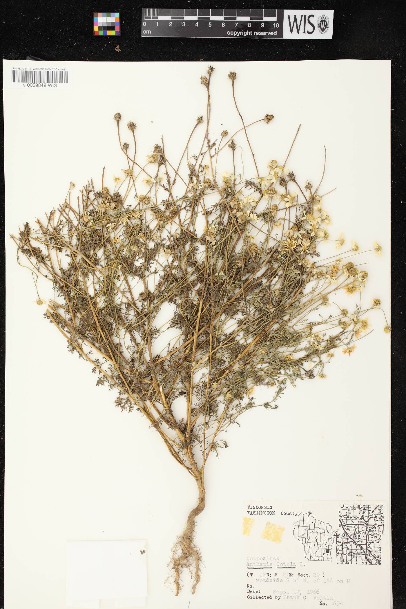 Anthemis cotula image