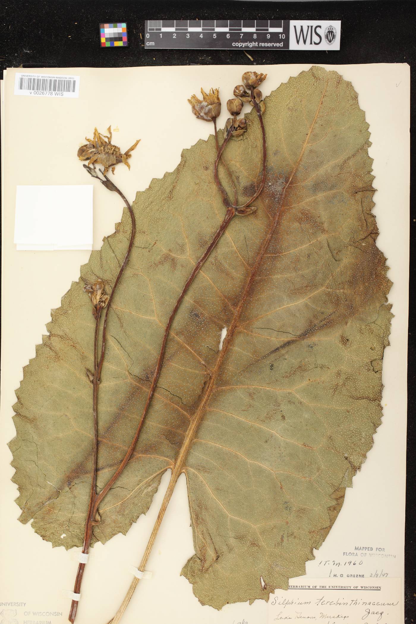 Silphium terebinthinaceum var. terebinthinaceum image