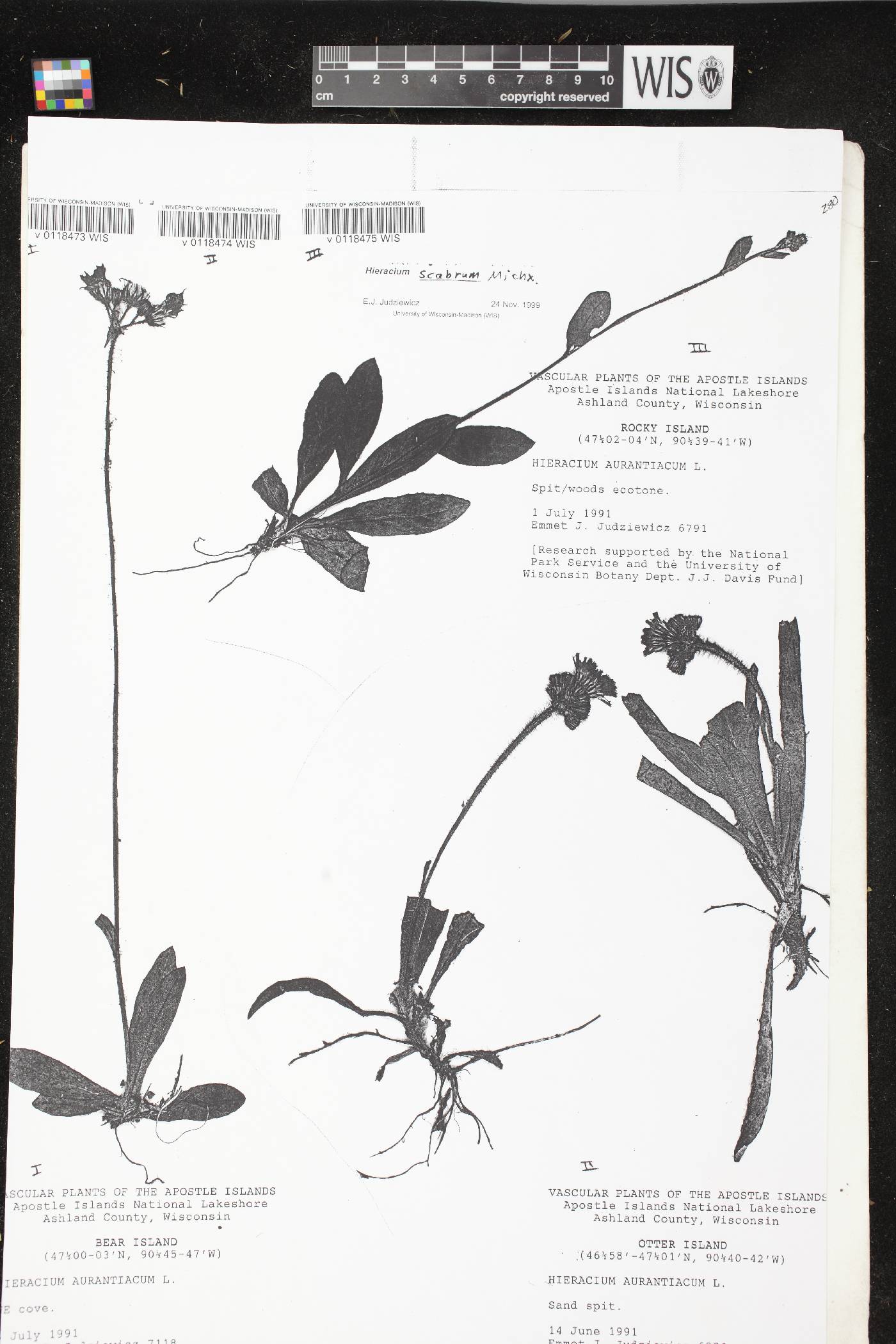 Hieracium aurantiacum image