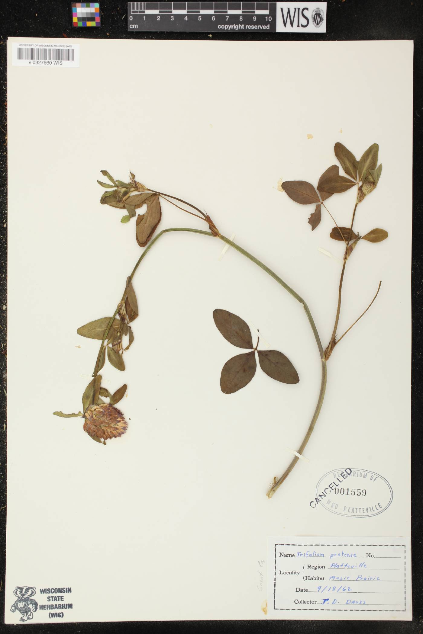 Trifolium pratense image