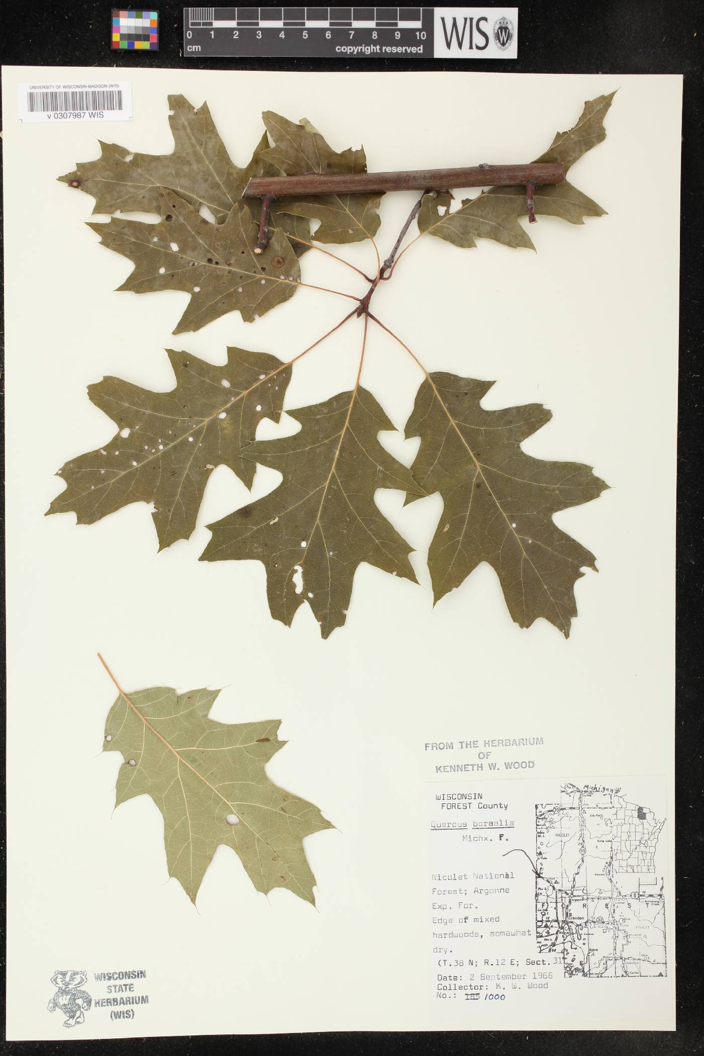 Quercus rubra image