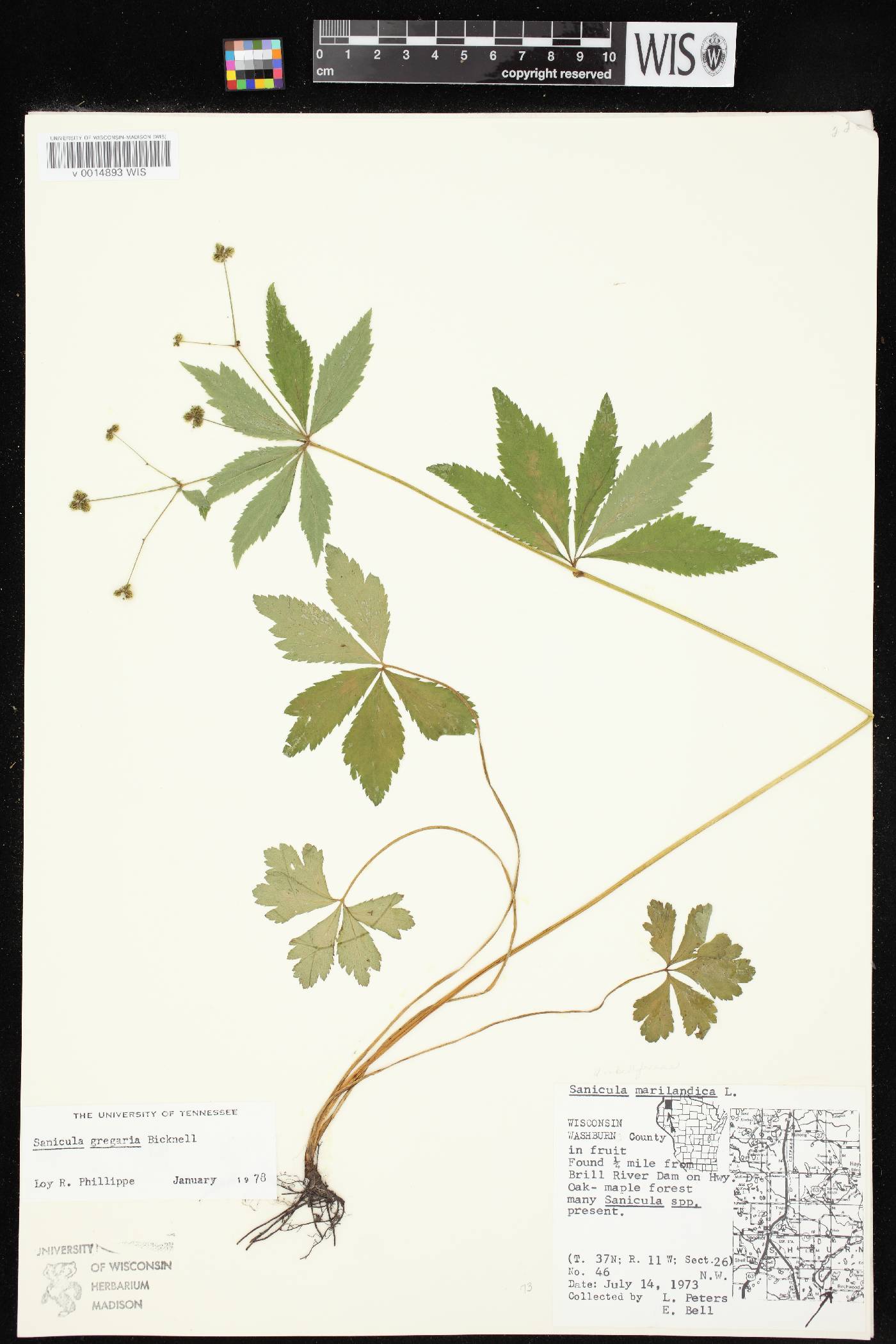 Sanicula odorata image