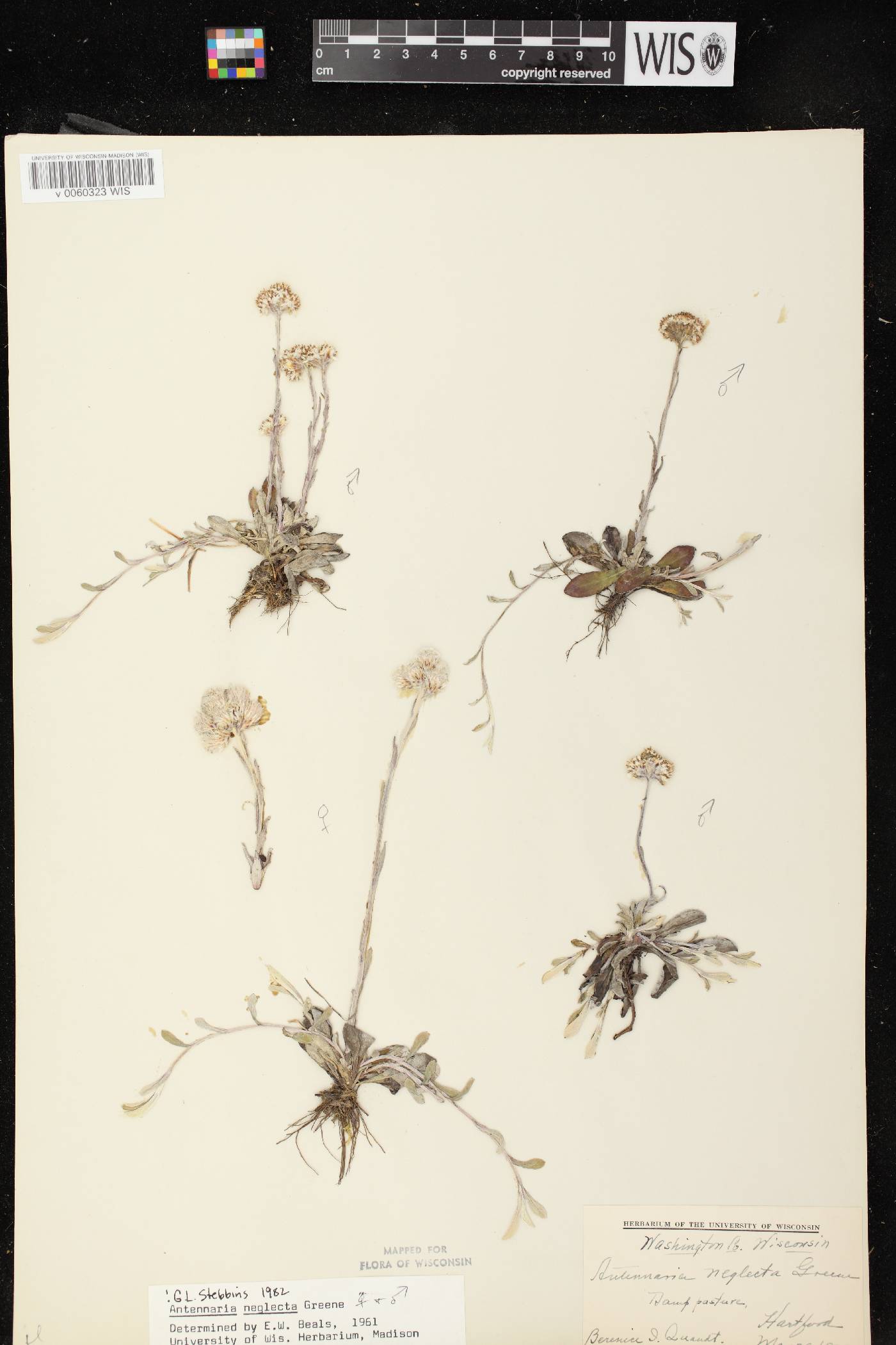 Antennaria neglecta image