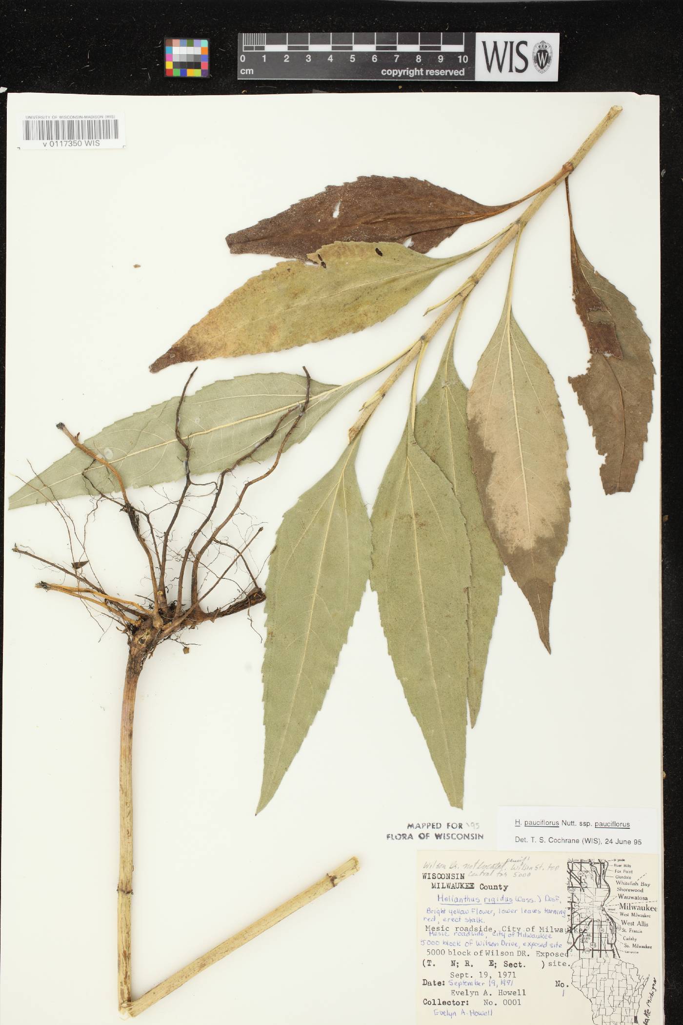 Helianthus pauciflorus subsp. pauciflorus image