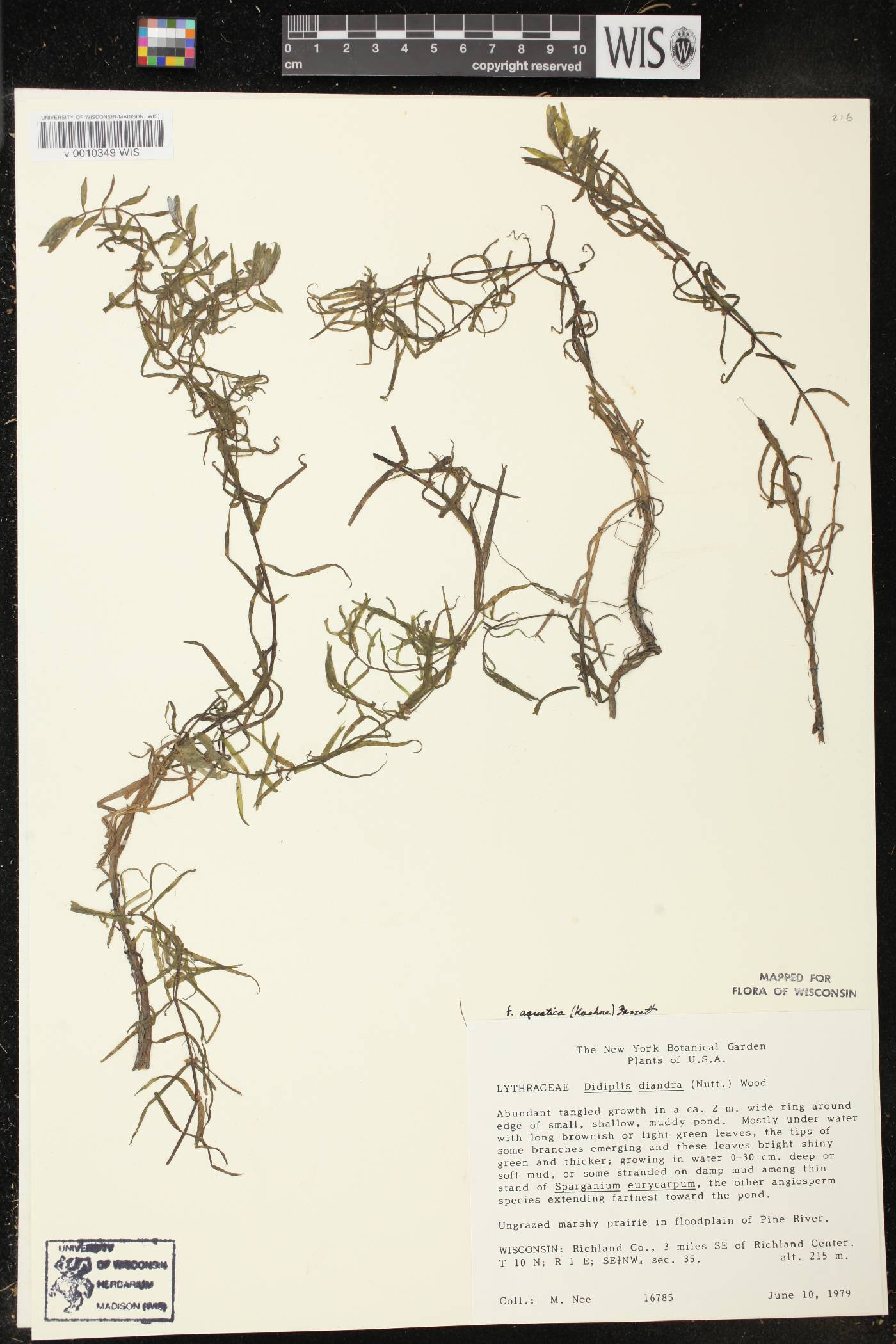 Didiplis diandra image