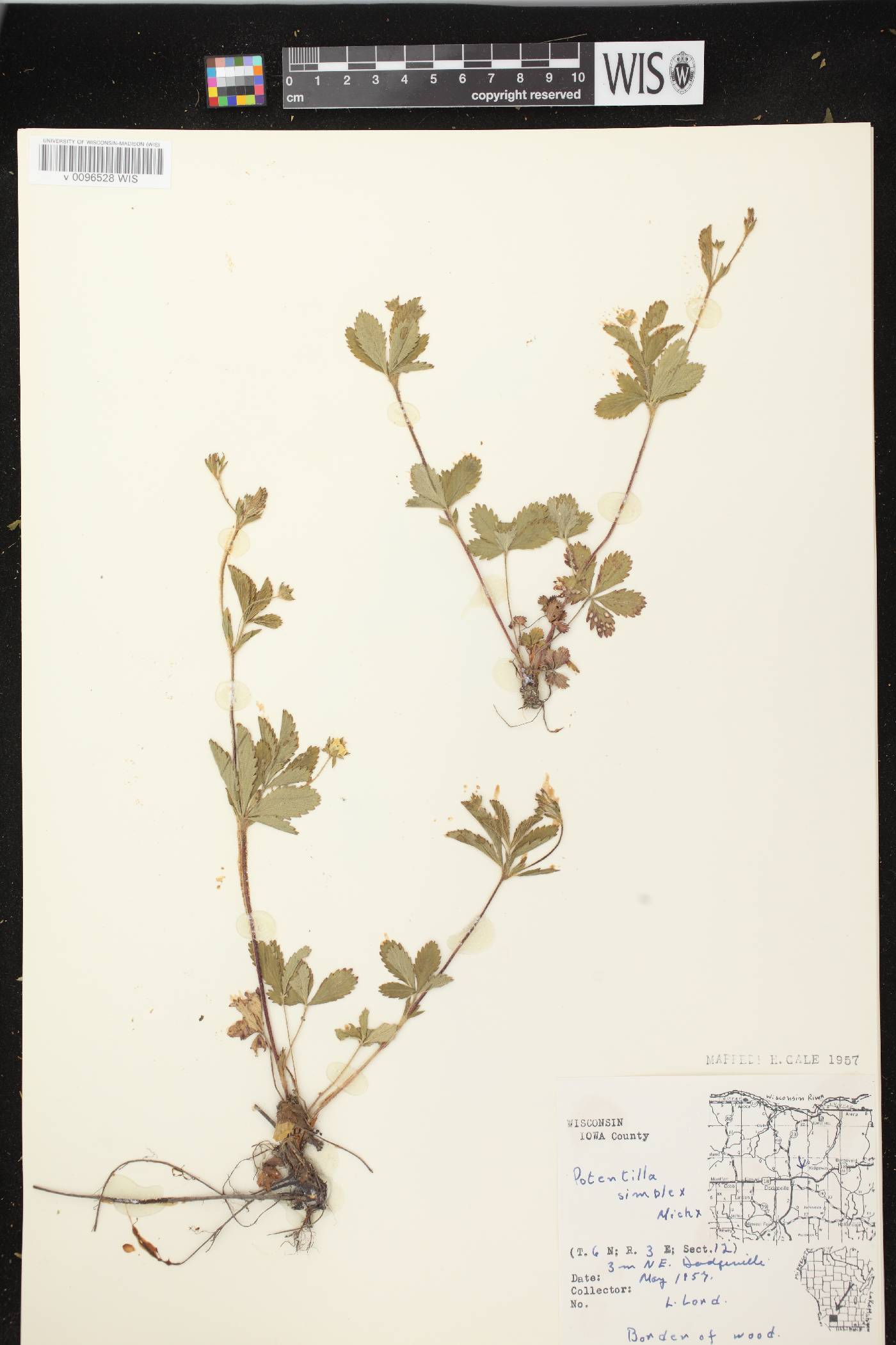 Potentilla simplex image