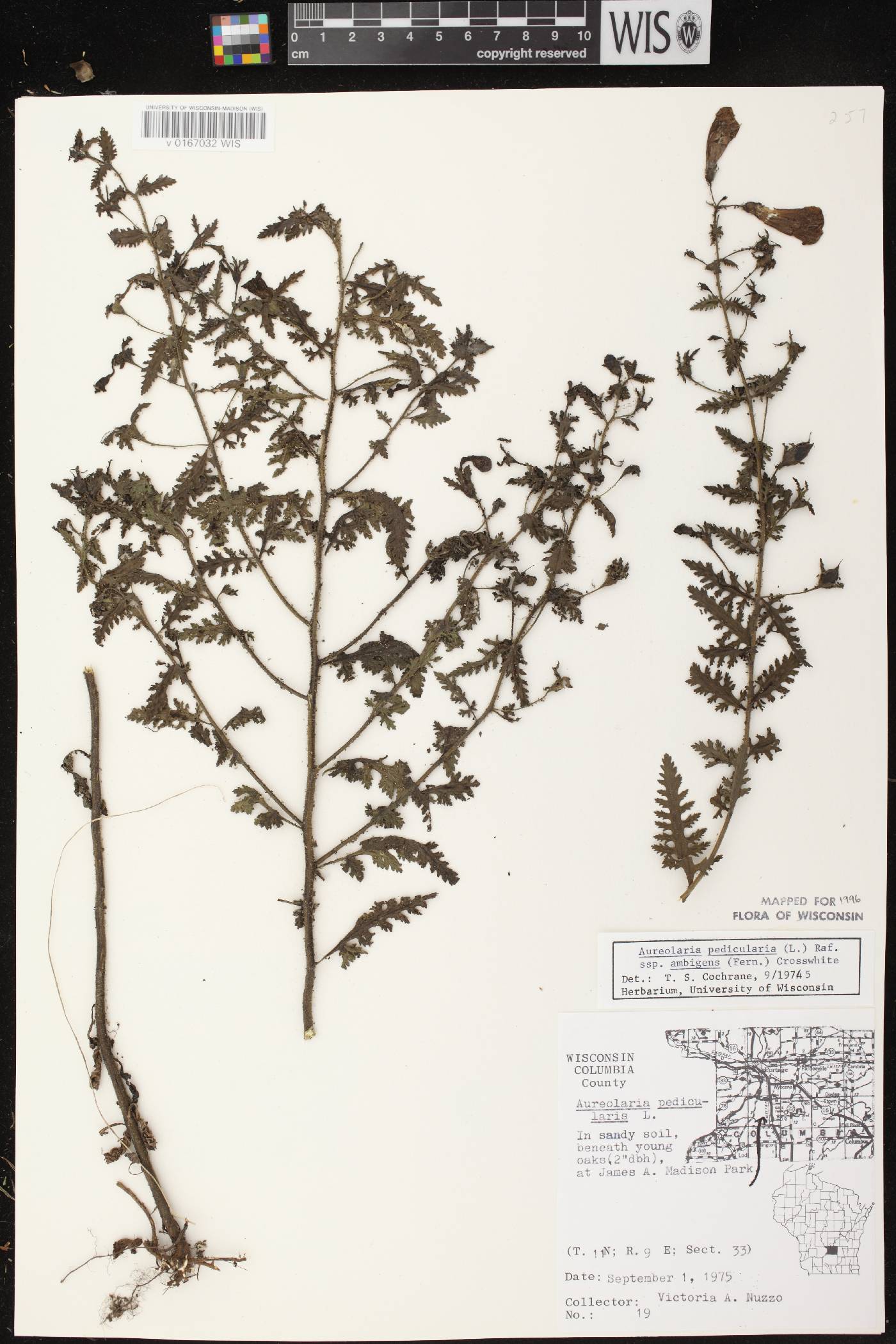 Aureolaria pedicularia image