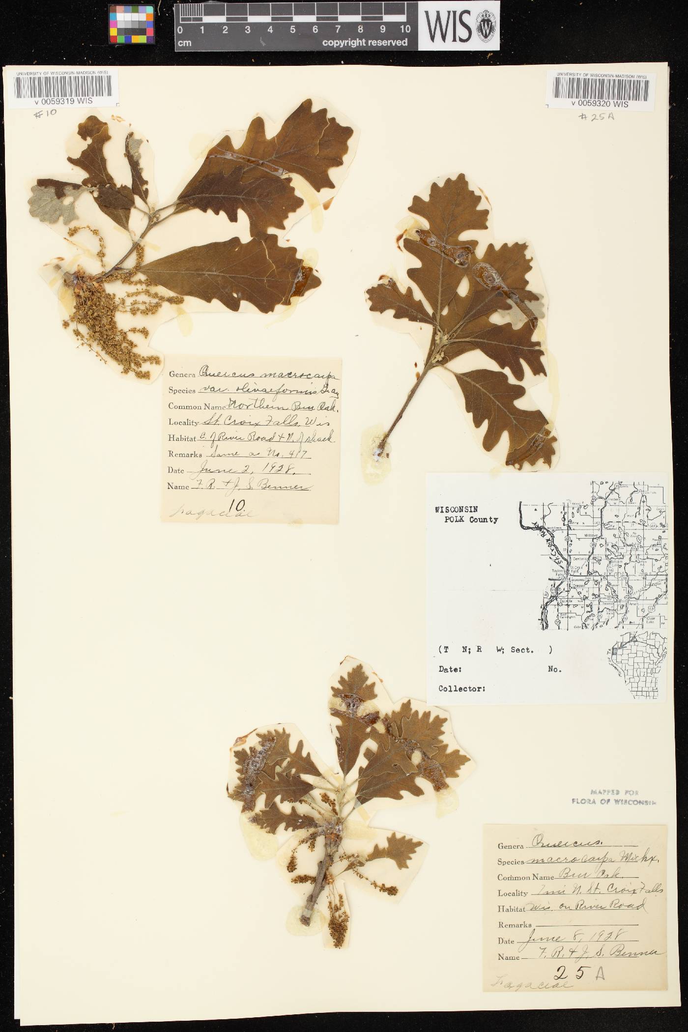 Quercus macrocarpa image