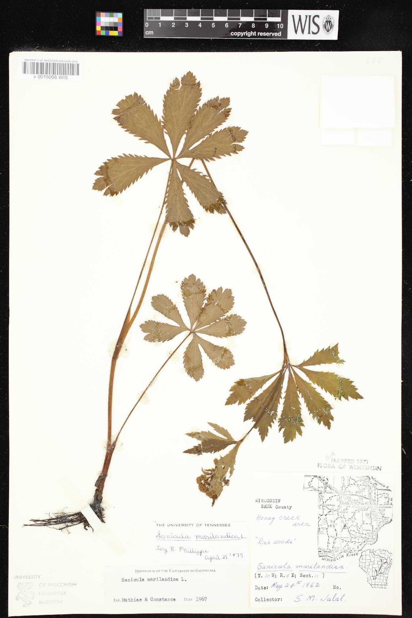 Sanicula marilandica image