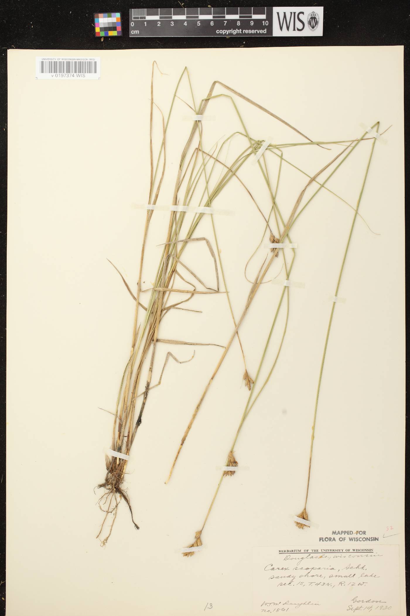 Carex scoparia var. scoparia image