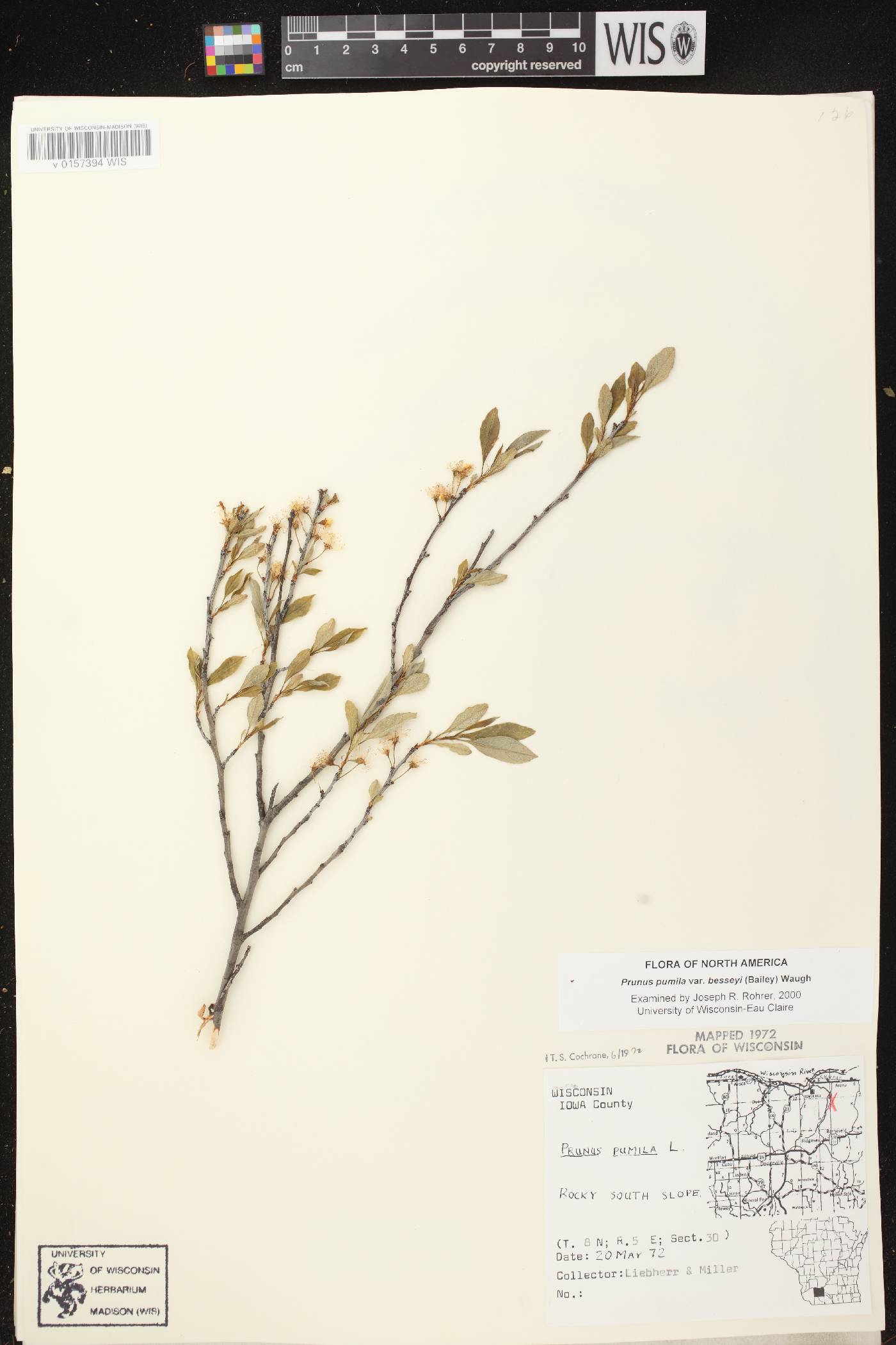 Prunus pumila image