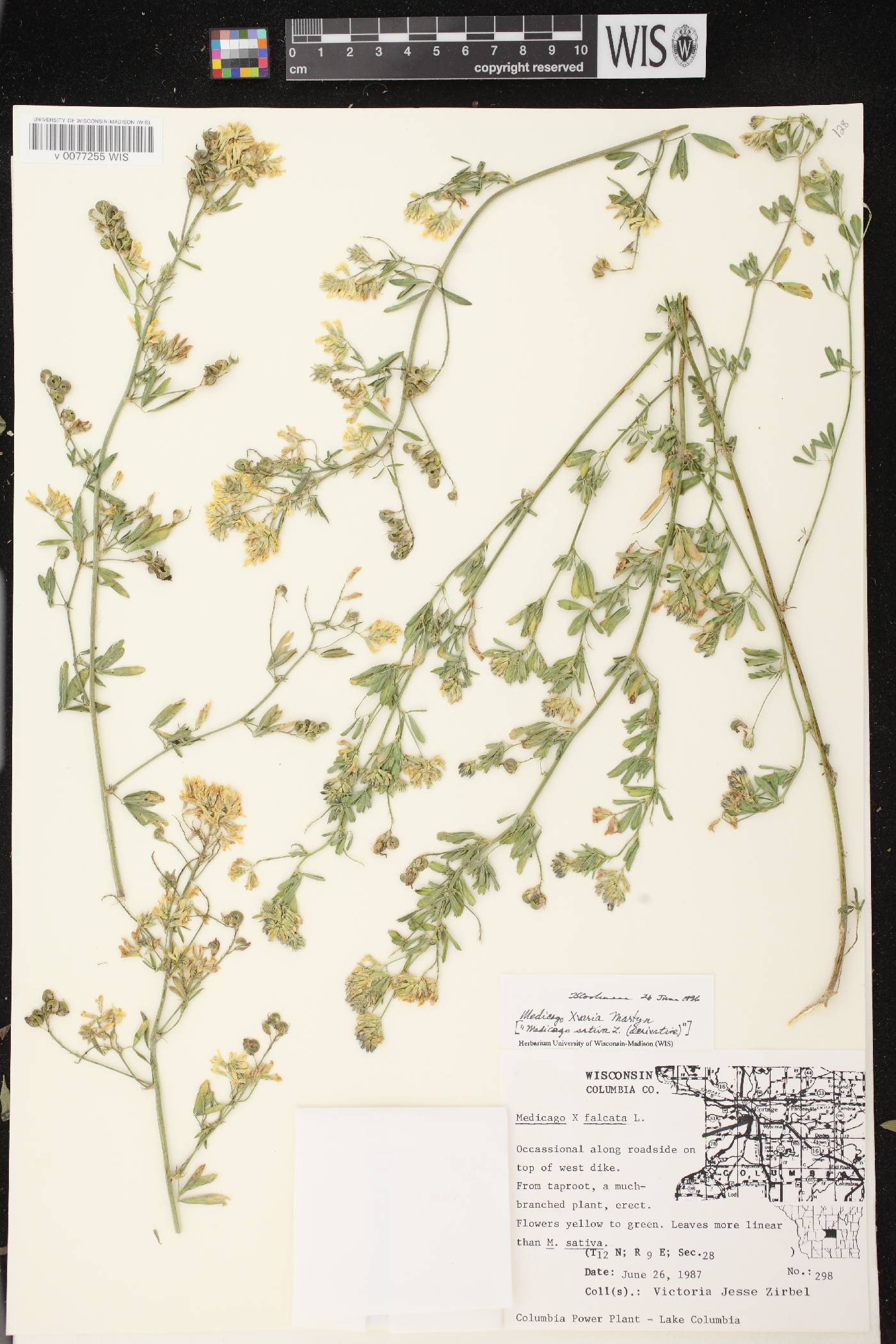 Medicago x varia image