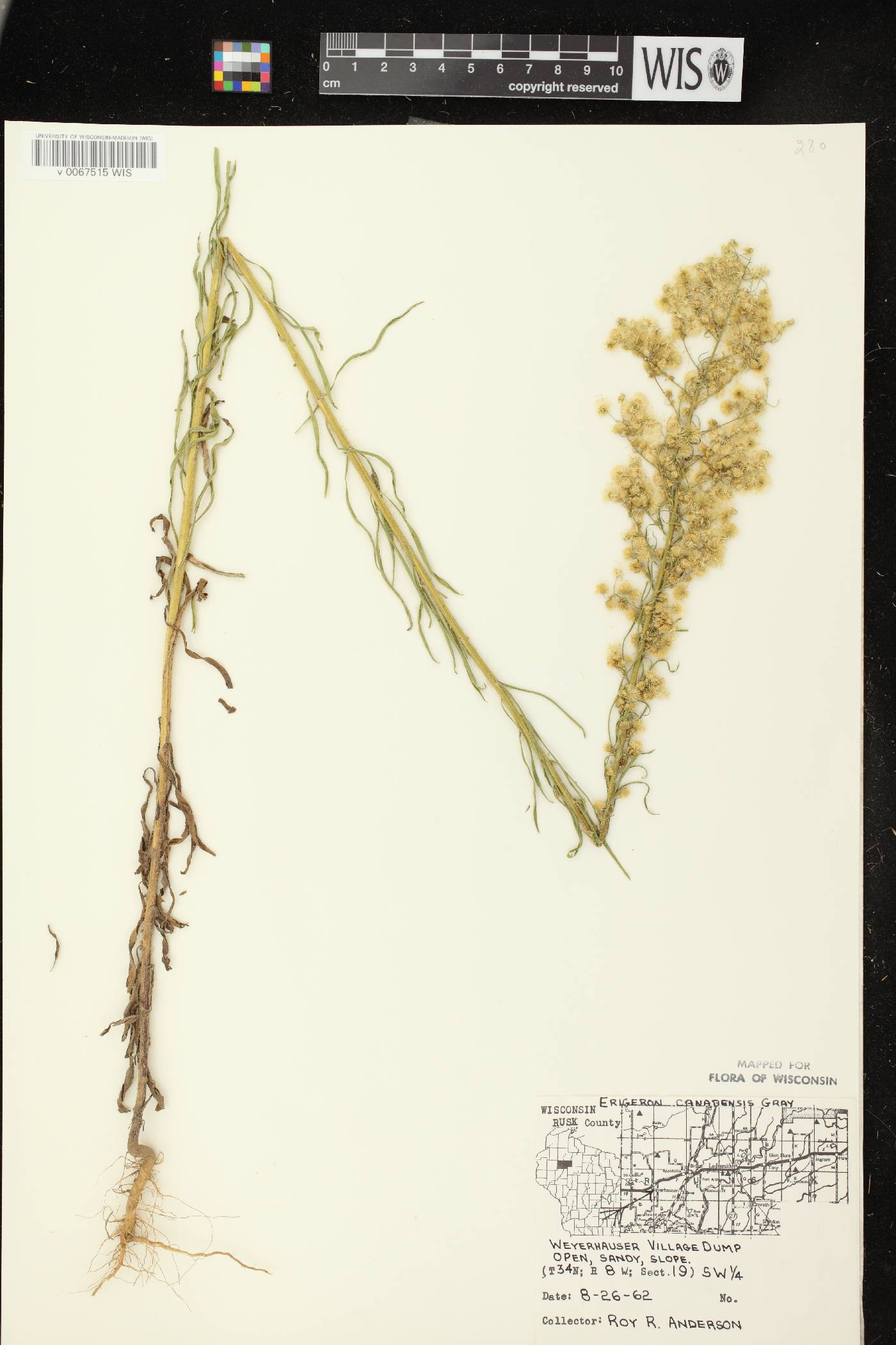 Conyza canadensis image