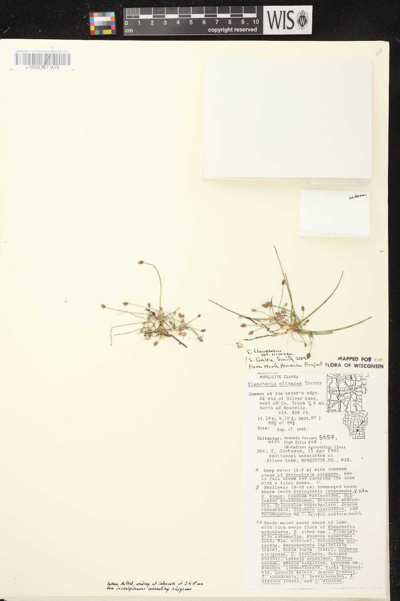 Eleocharis flavescens image
