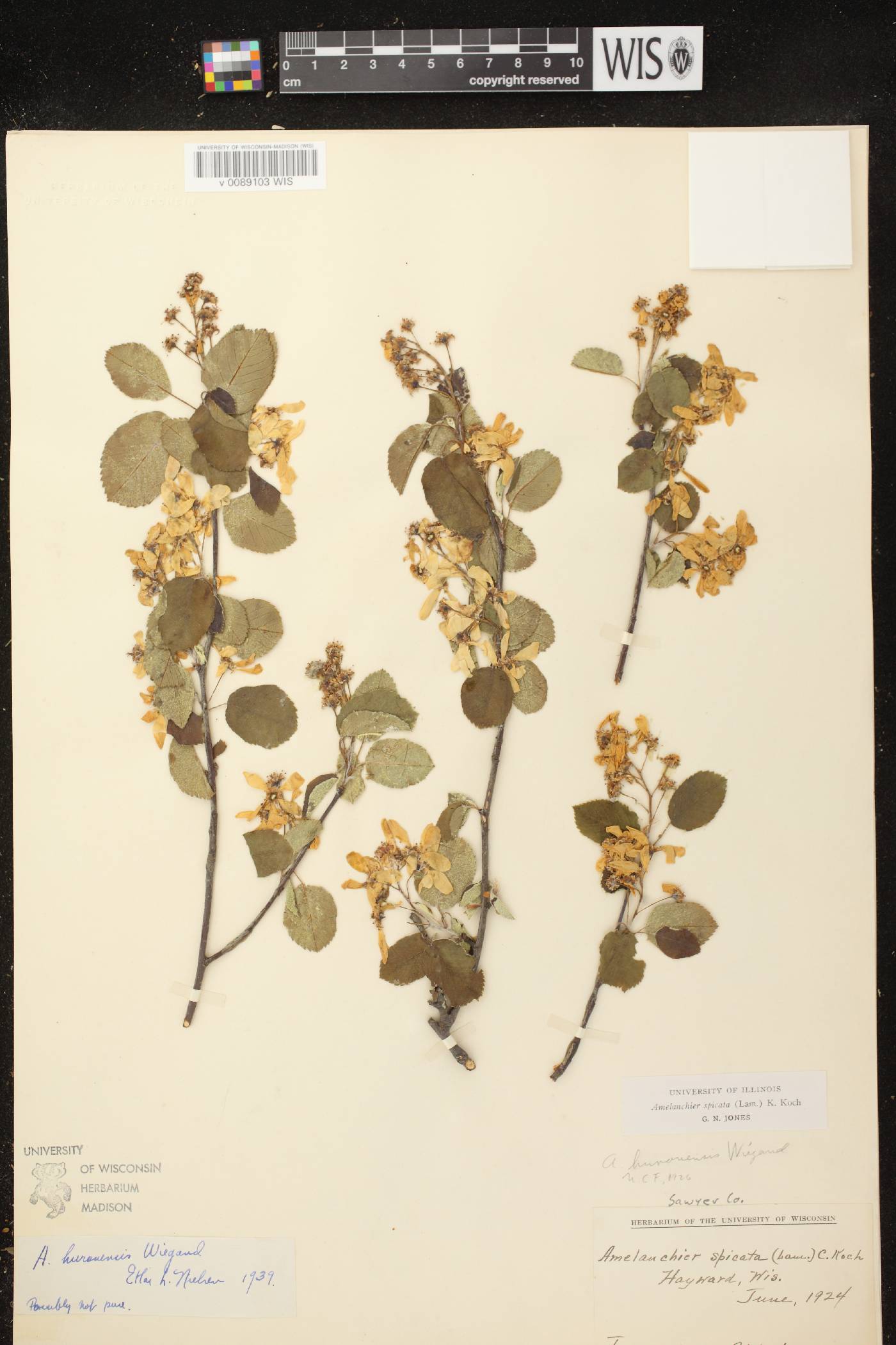 Amelanchier spicata image