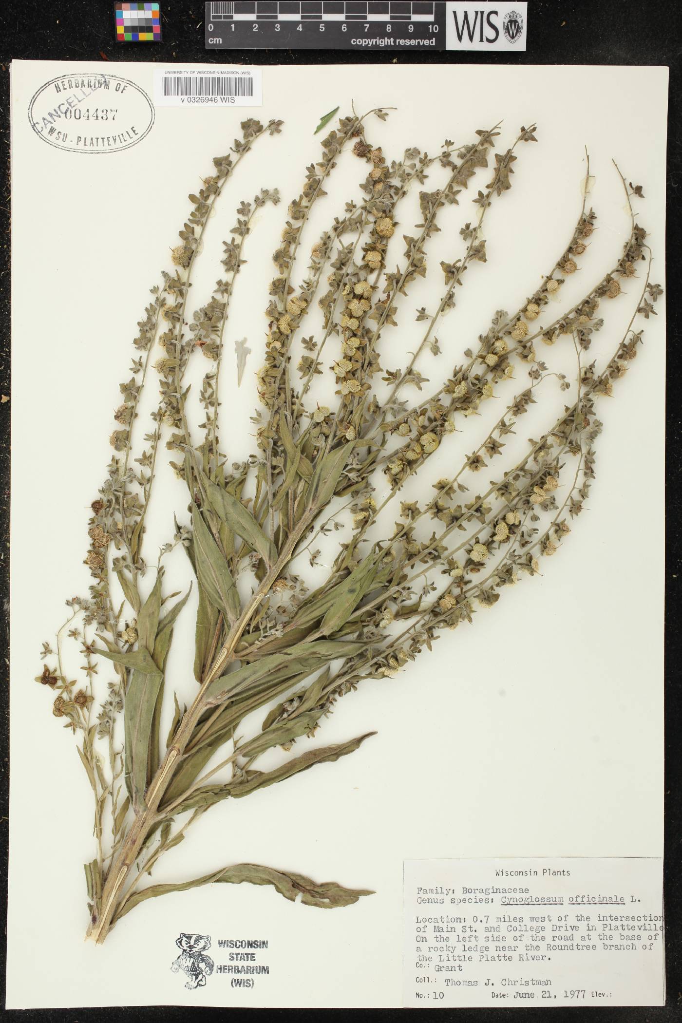 Cynoglossum officinale image