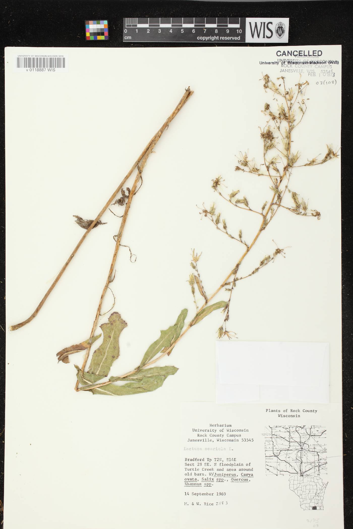 Lactuca serriola image