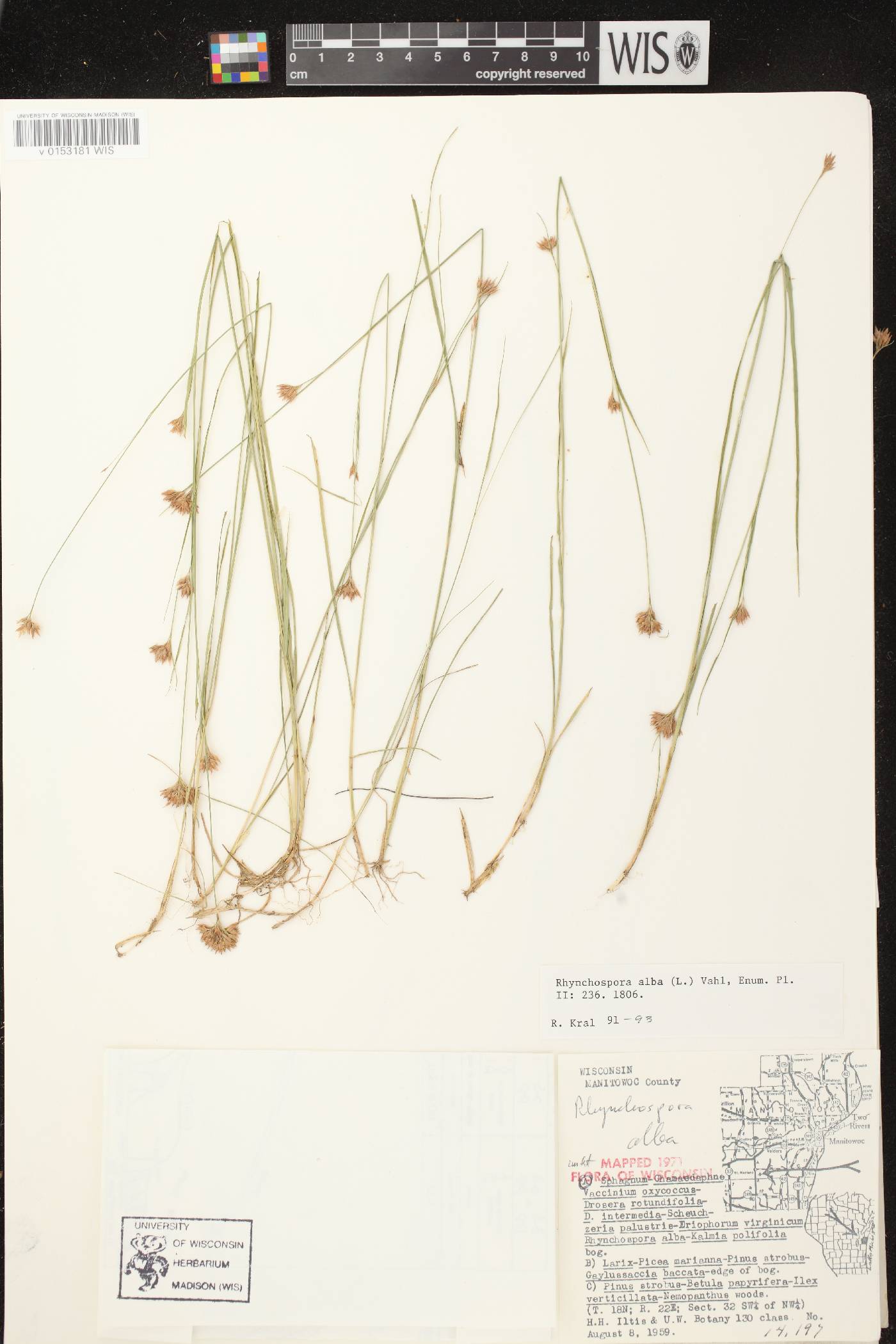 Rhynchospora alba image