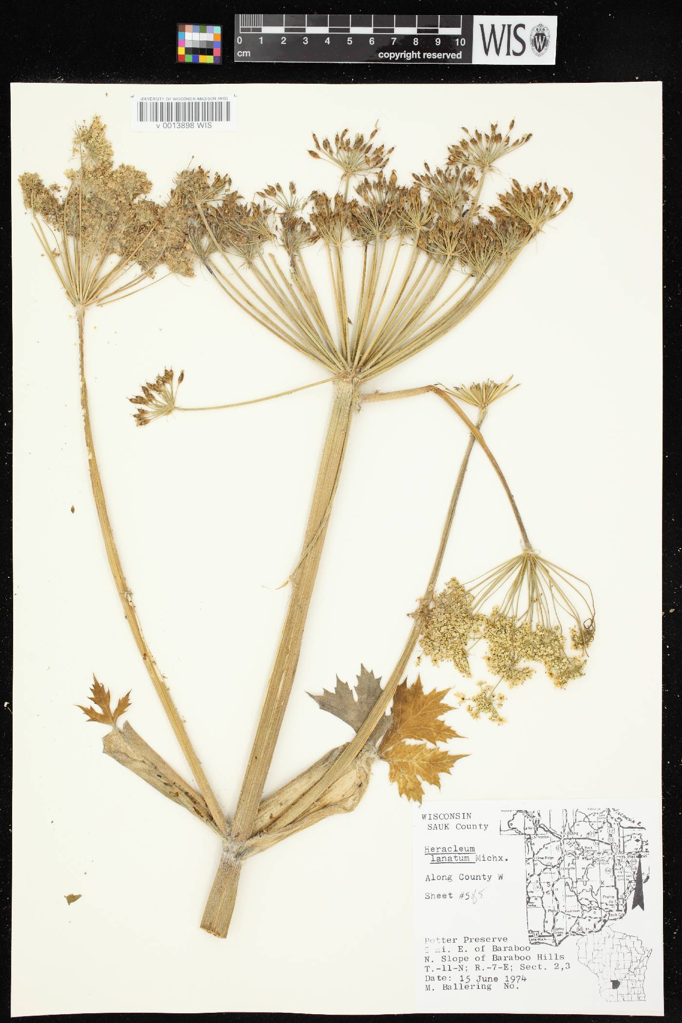 Heracleum maximum image